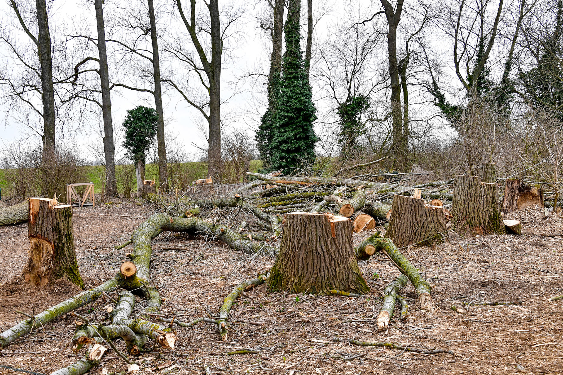 Rhein bei Langs-Kierst