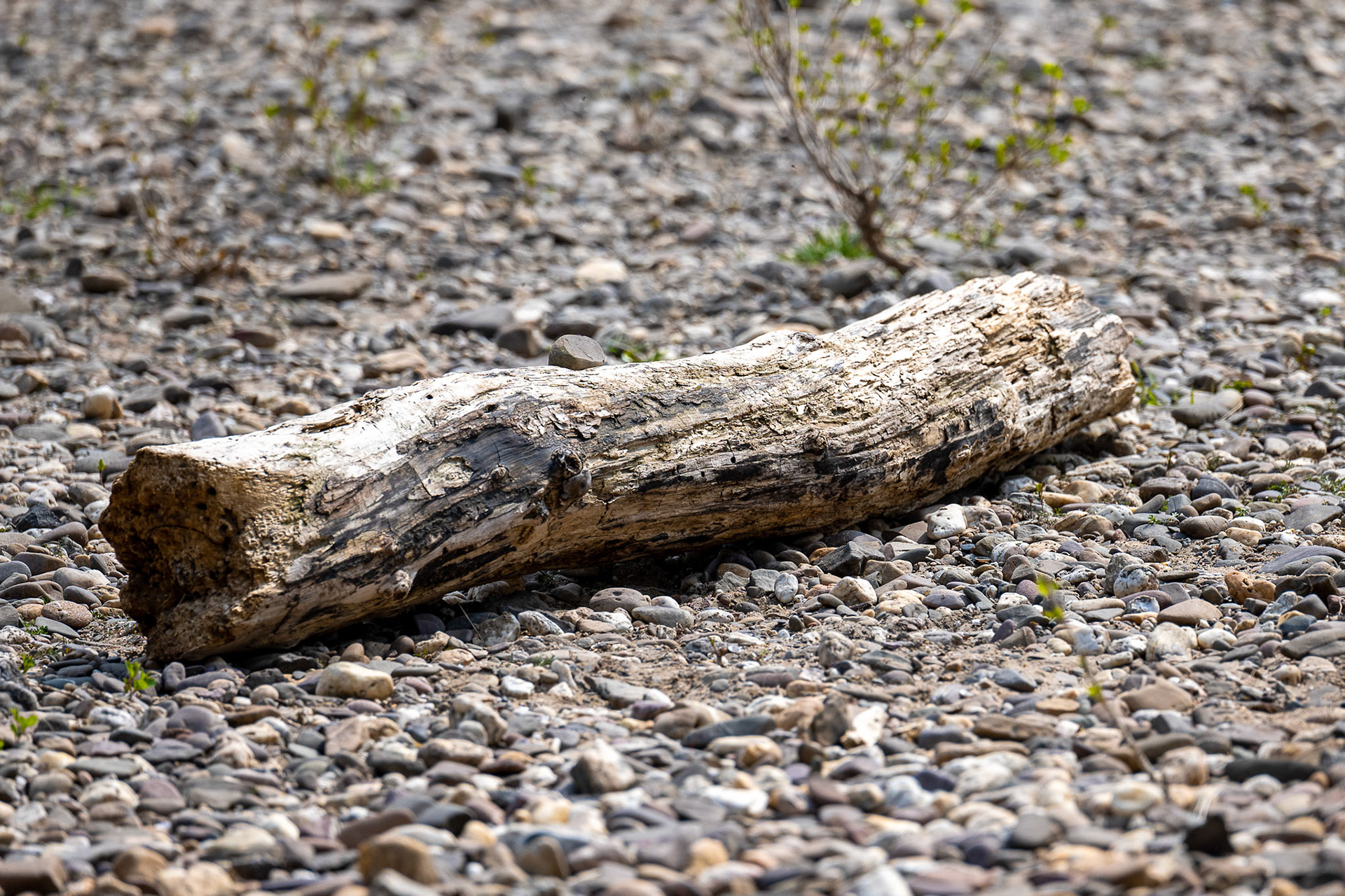 Rhein bei Langs-Kierst