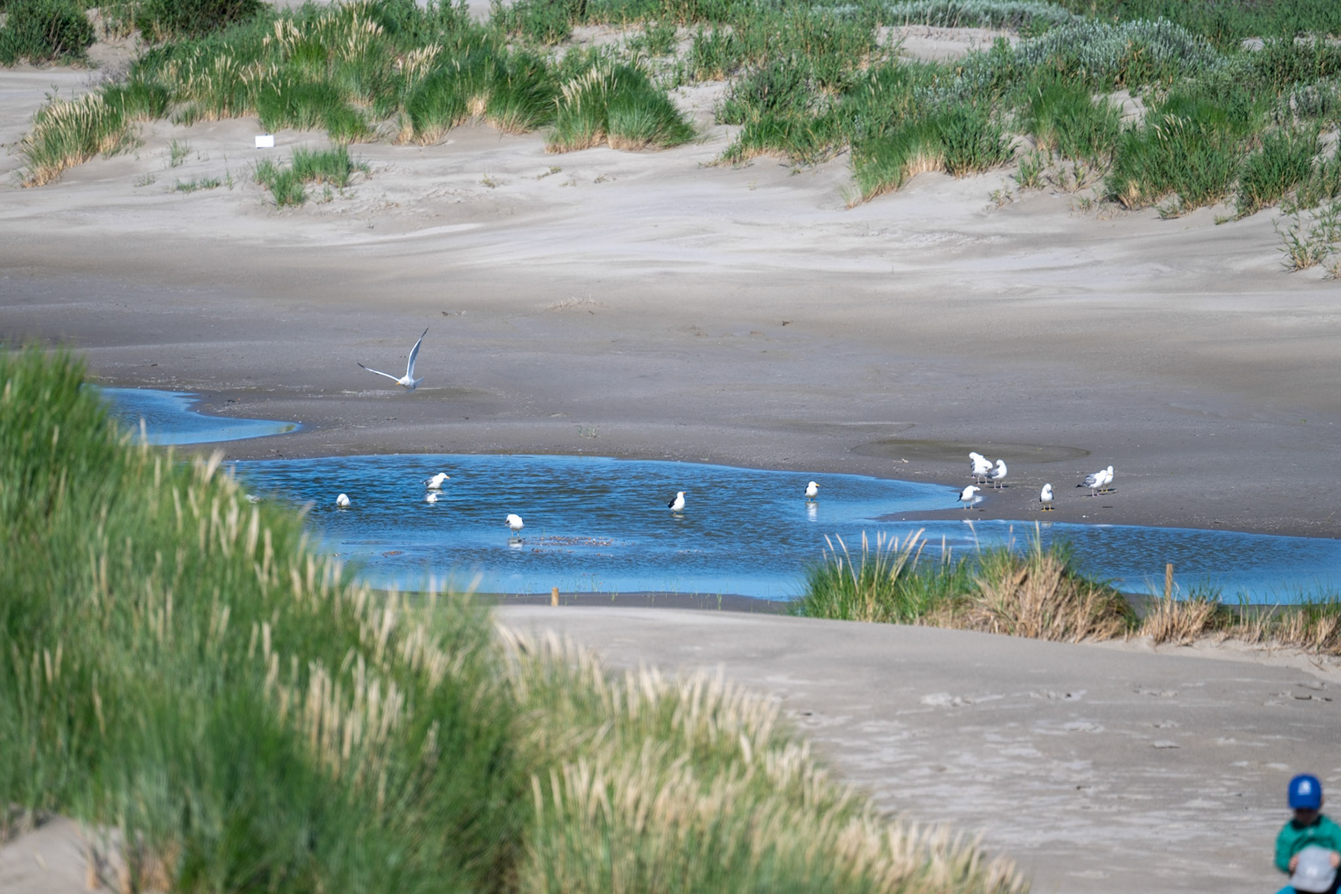 Ameland