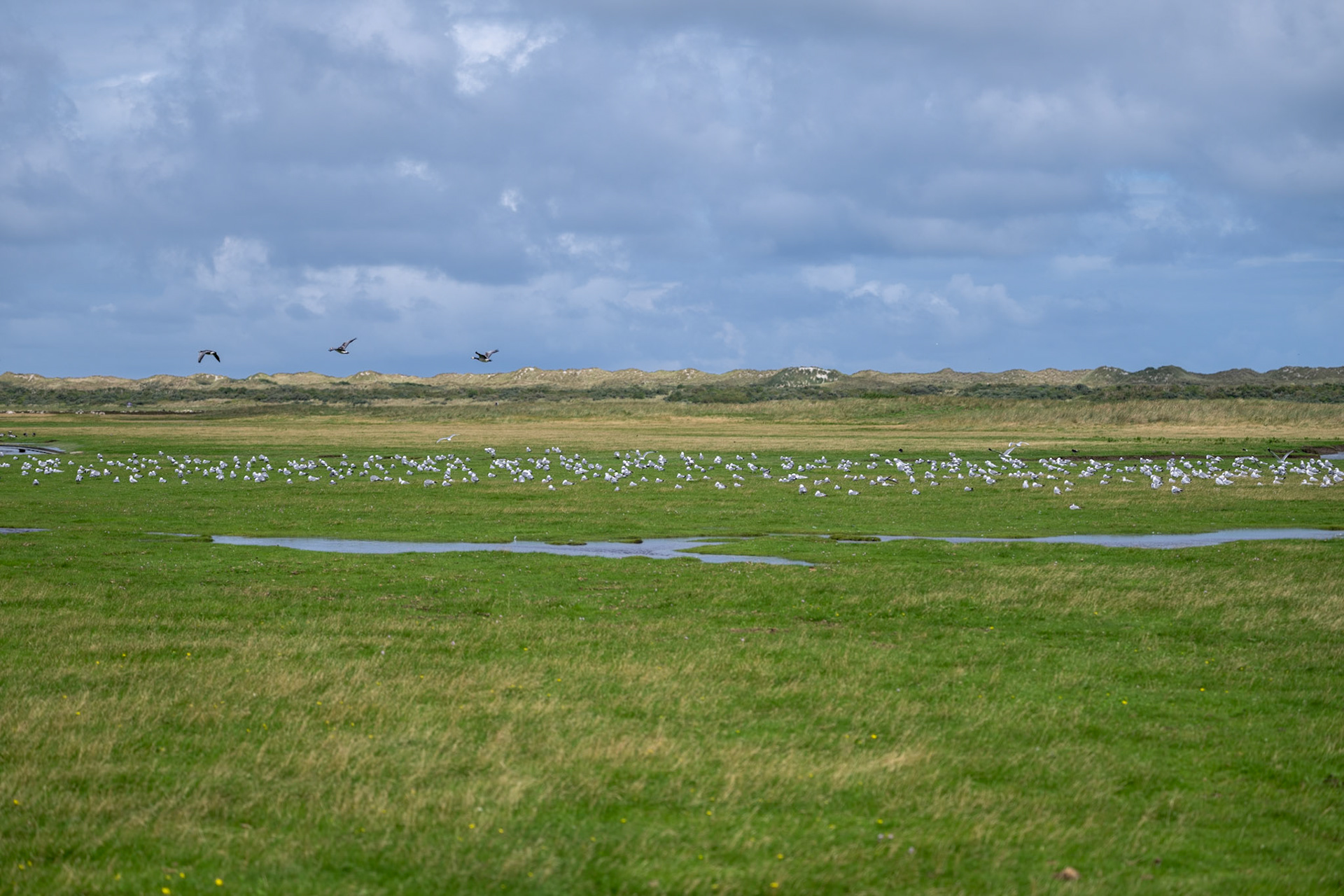 Ameland