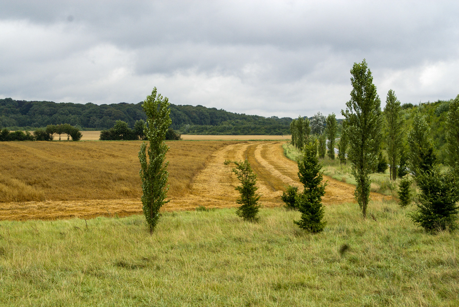 Rhein bei Langs-Kierst