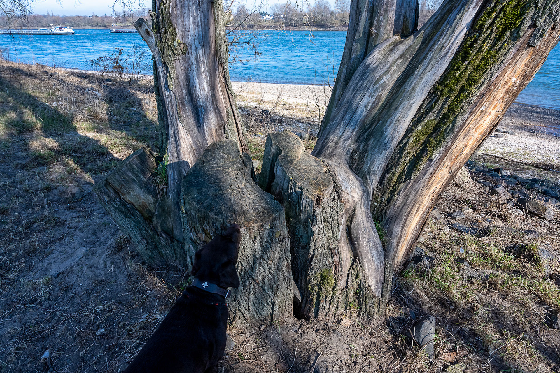 Rhein bei Langs-Kierst