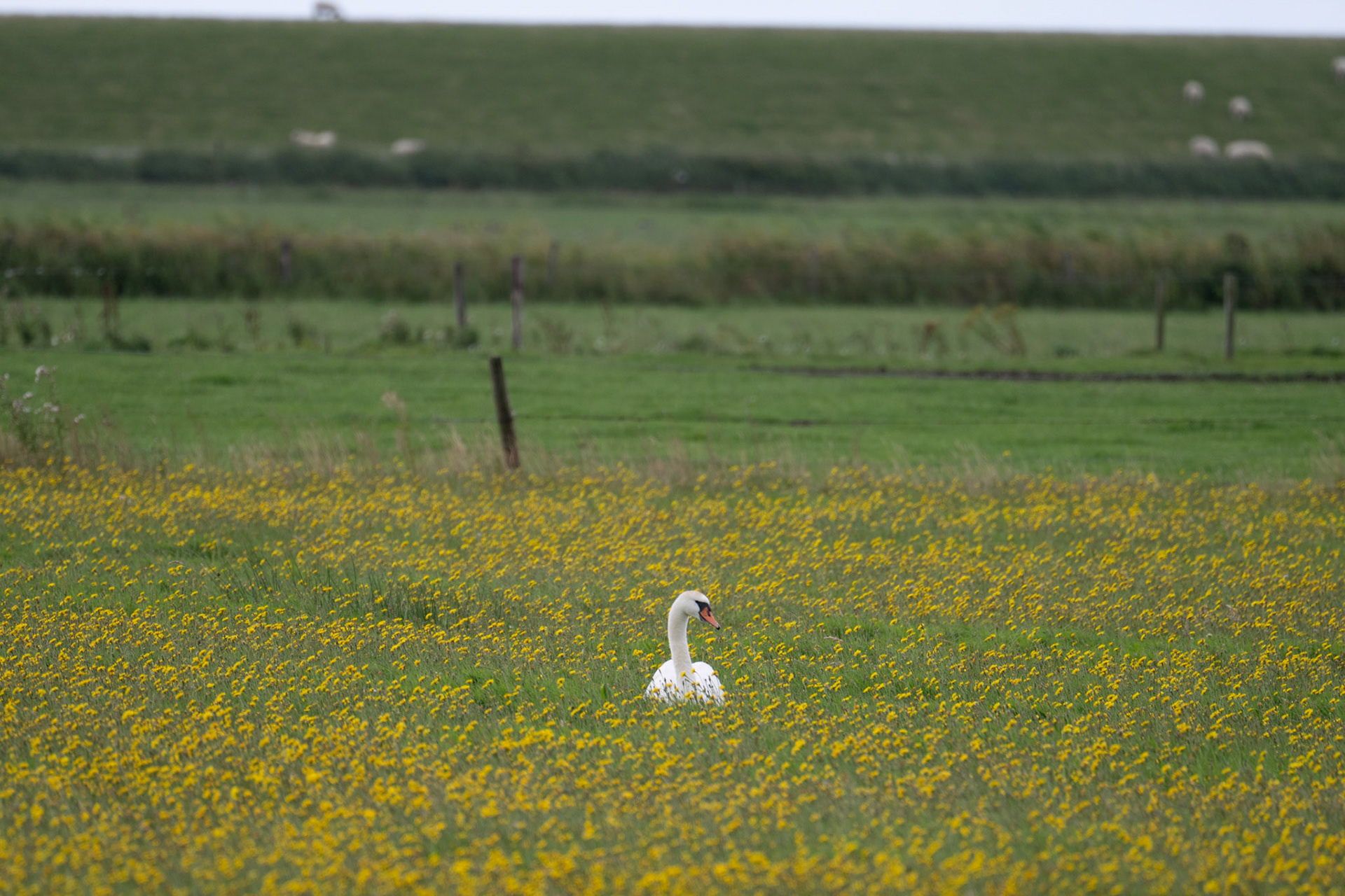 Ameland