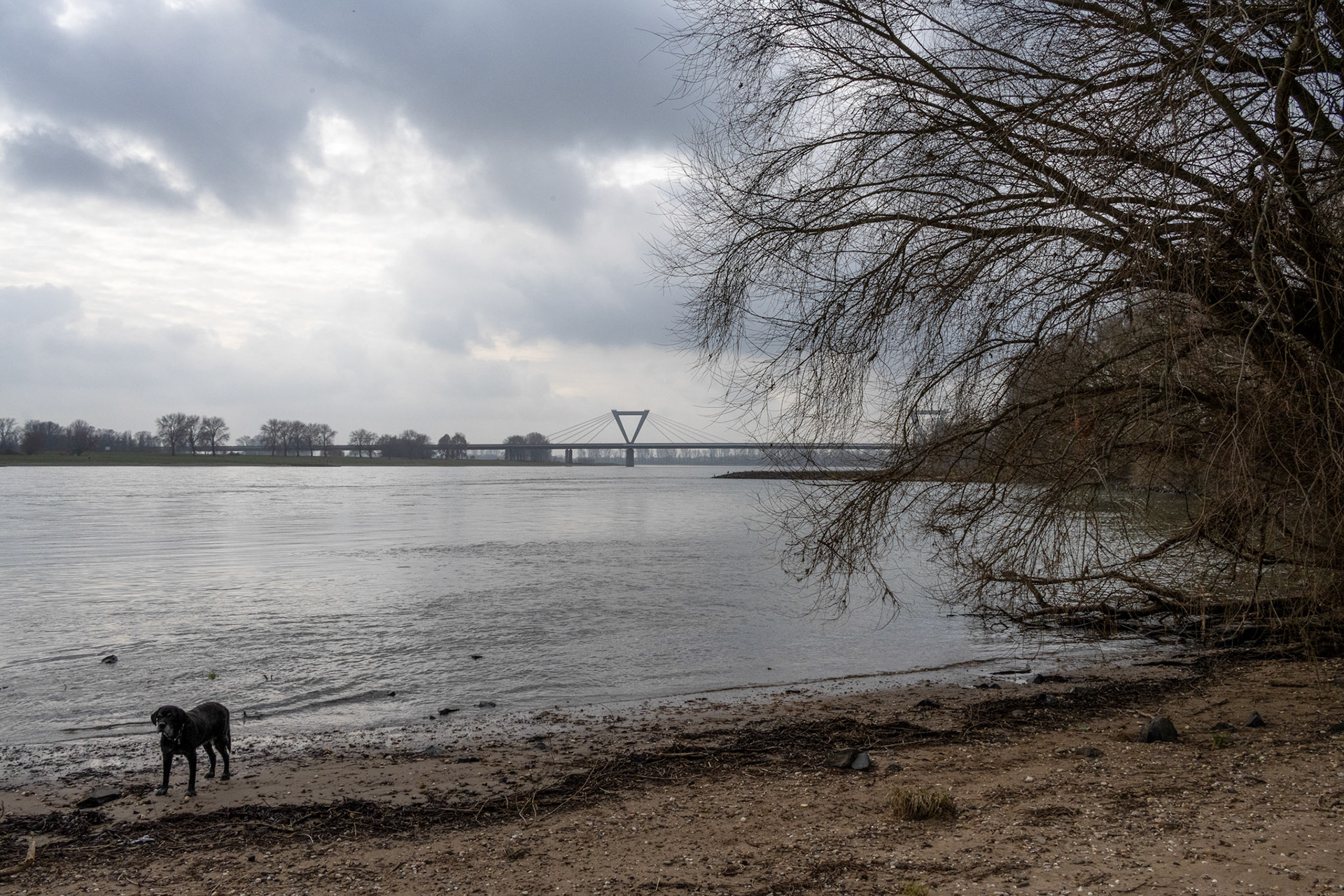 Rhein bei Langs-Kierst
