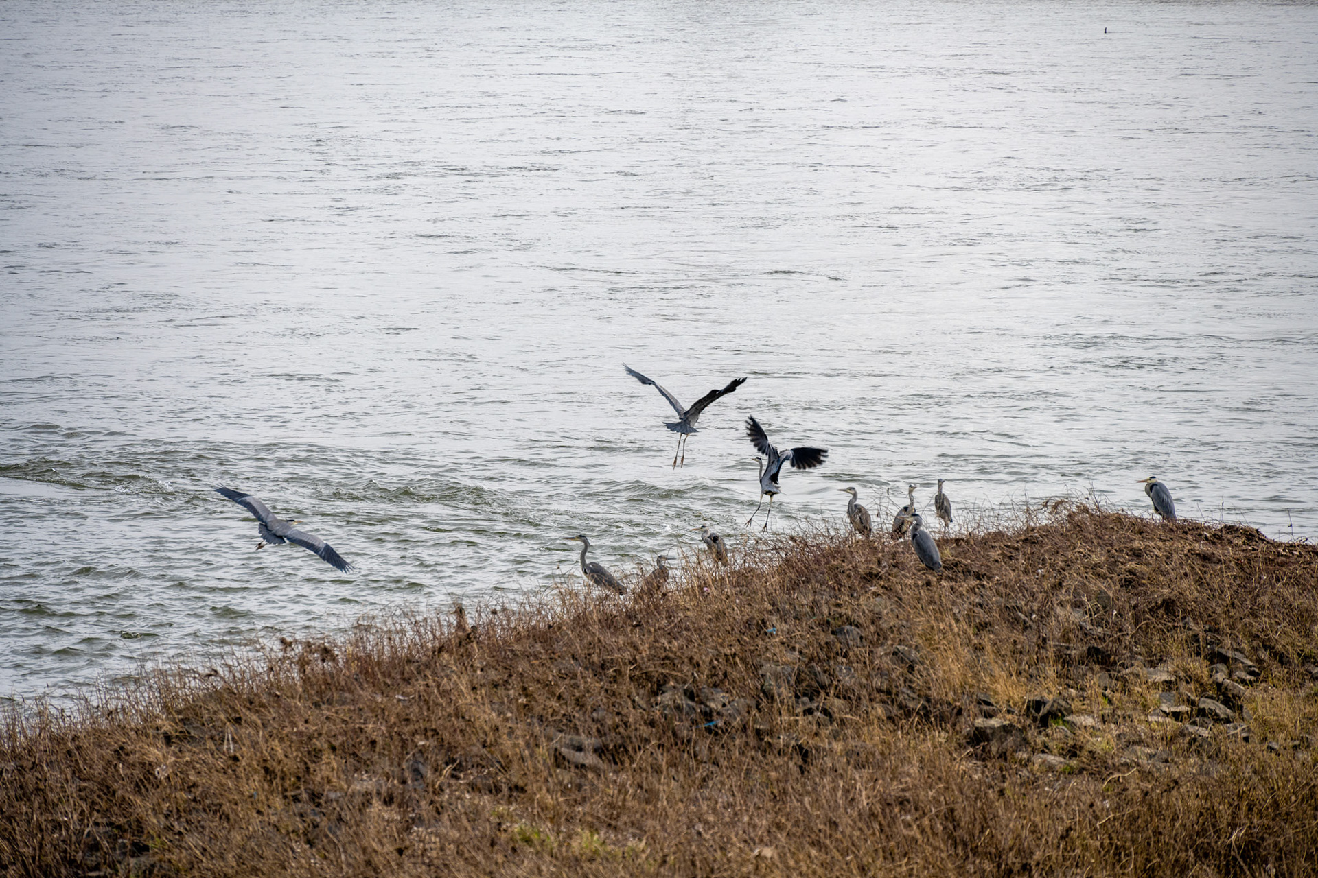 Rhein bei Langs-Kierst