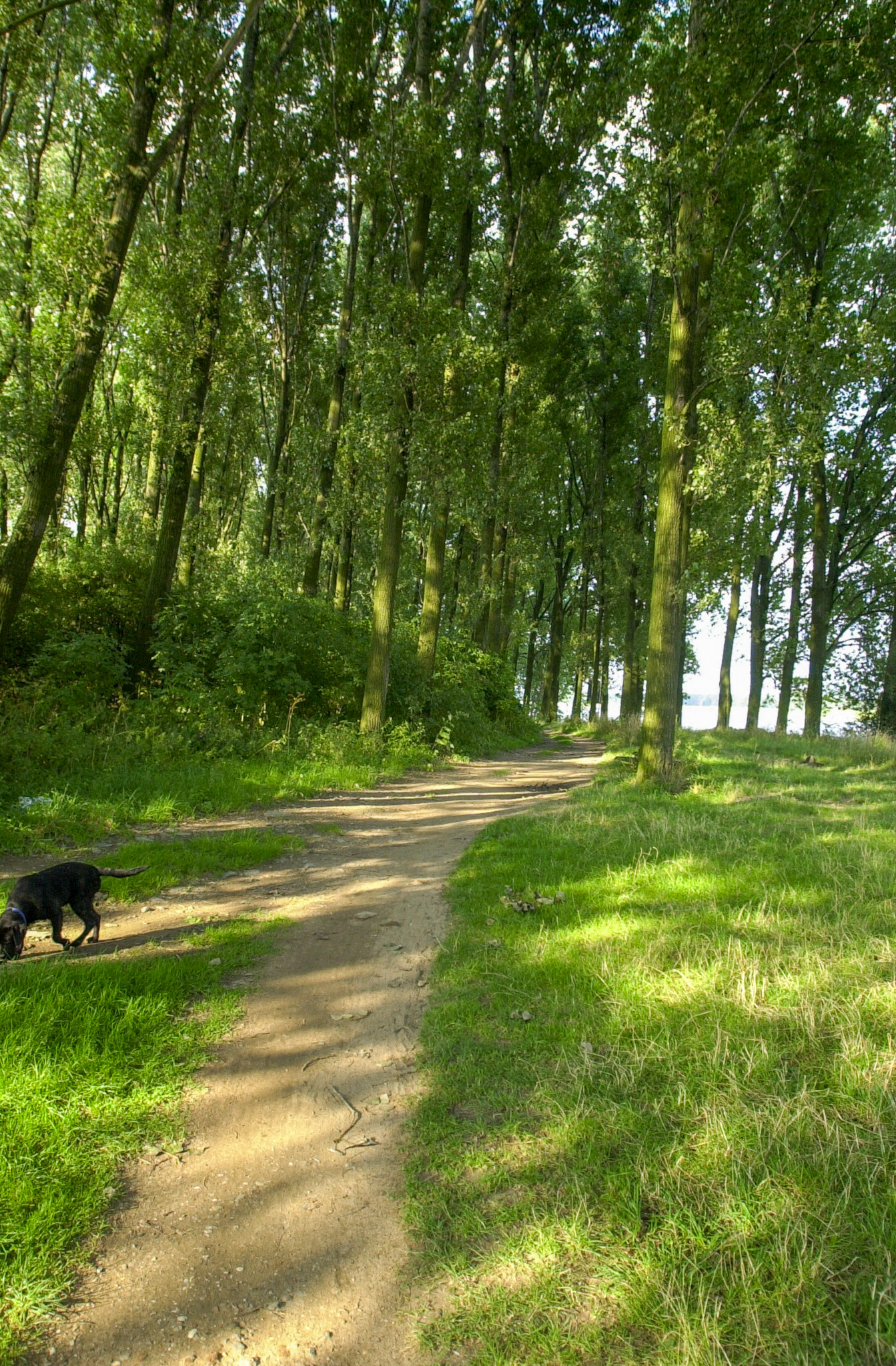 Rhein bei Langs-Kierst