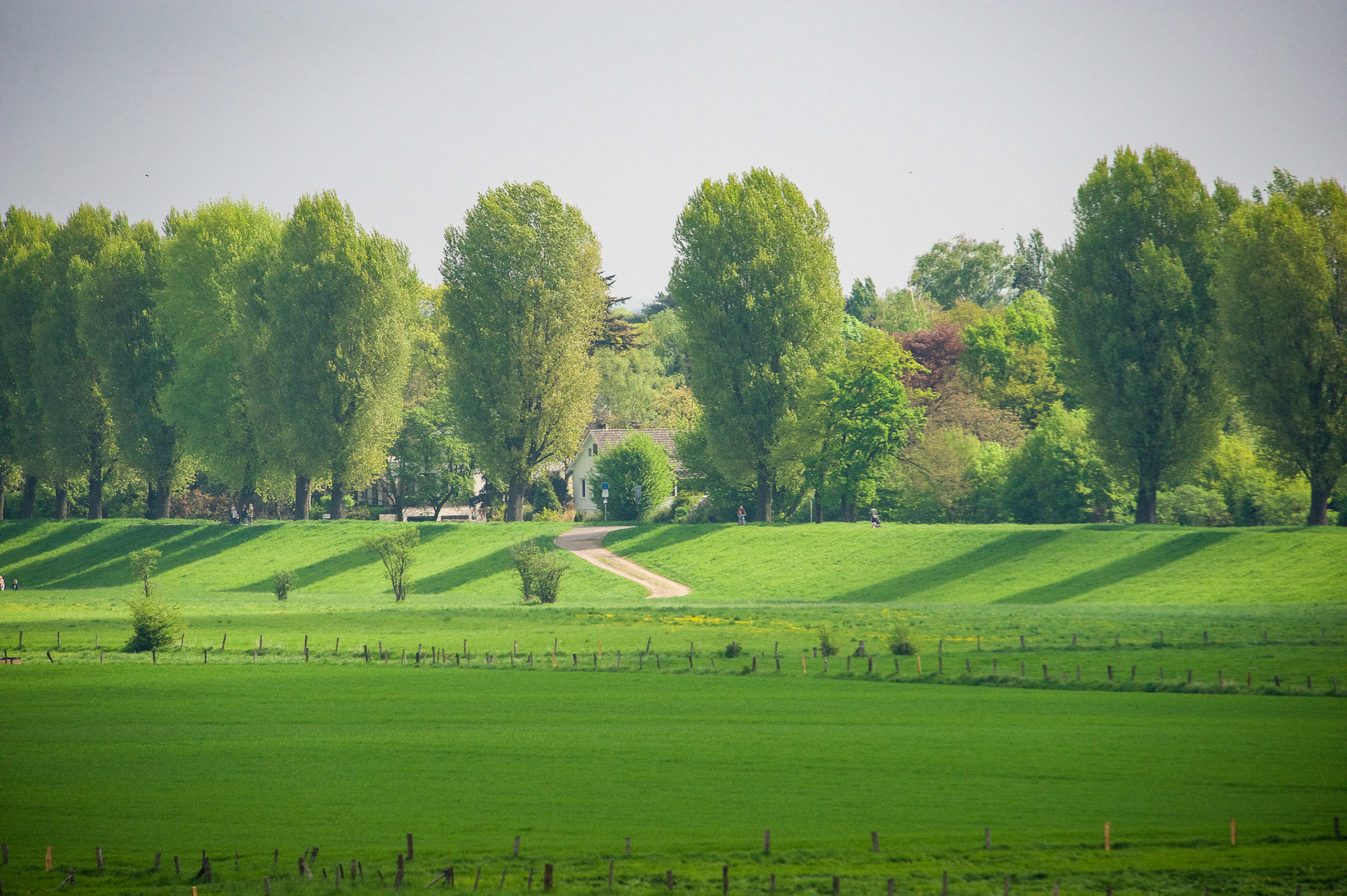 Rhein bei Langs-Kierst