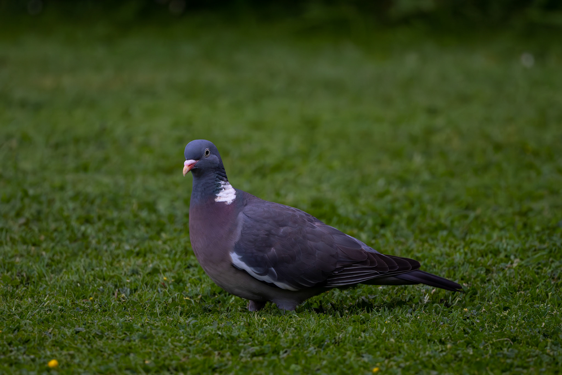 Taube