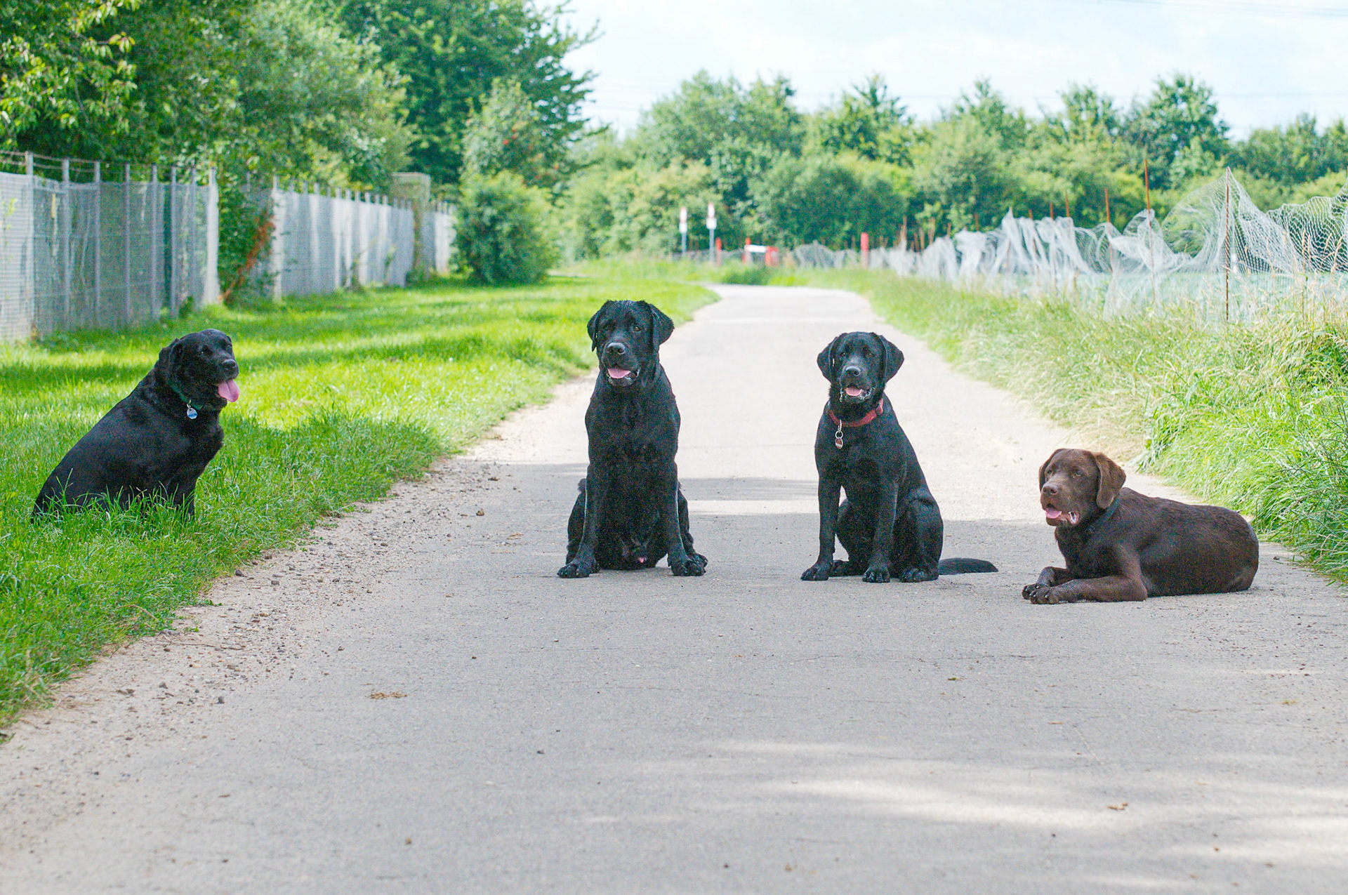 Hunde
