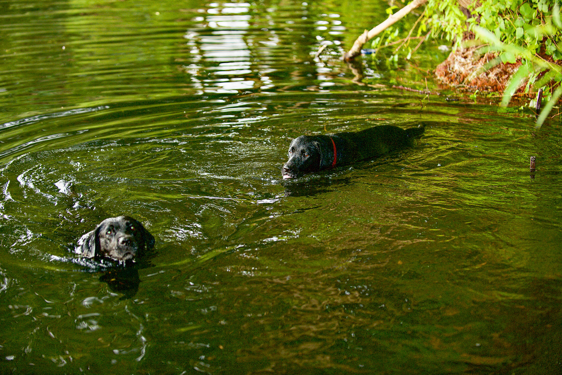 Hunde