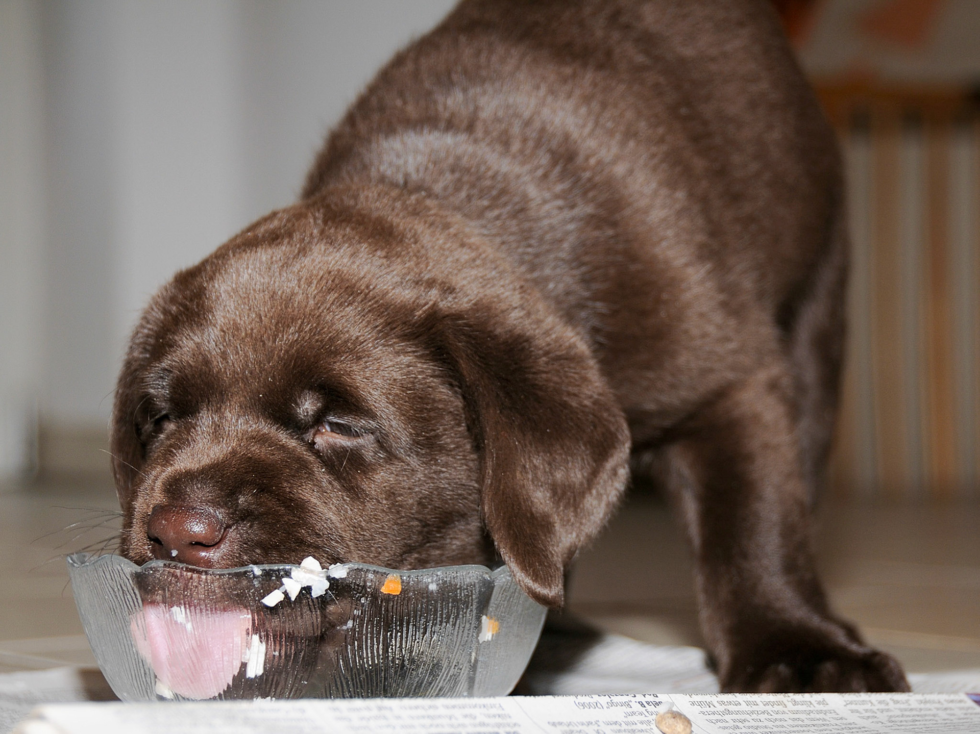Hunde