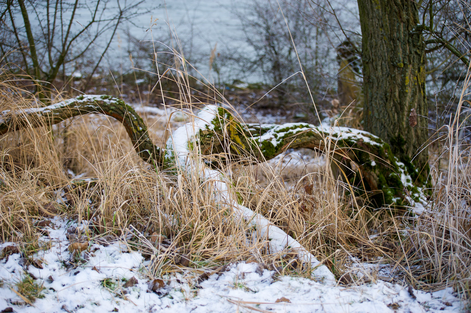 Rhein bei Langs-Kierst