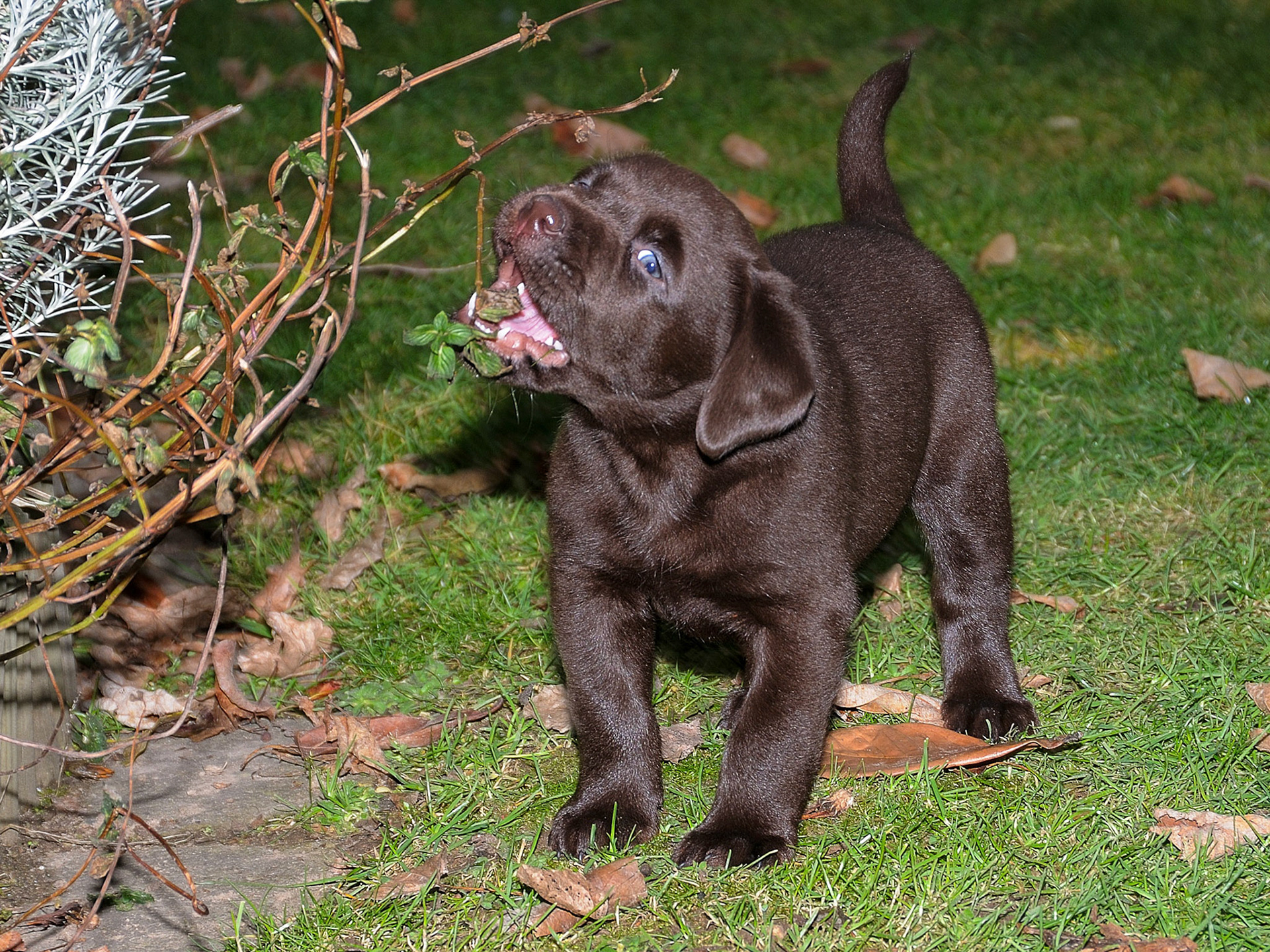 Hunde