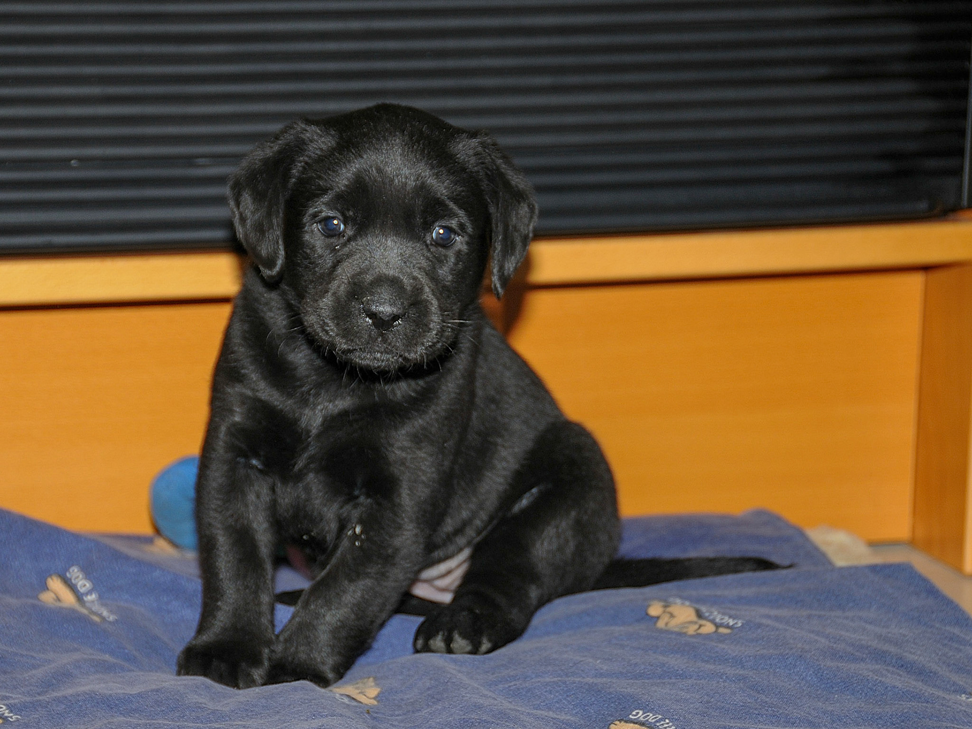 Hunde