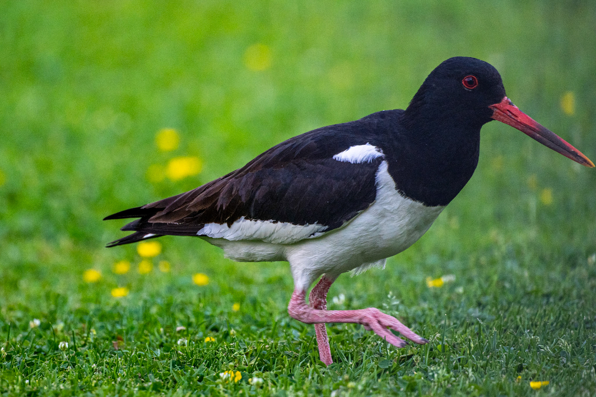 Austernfischer