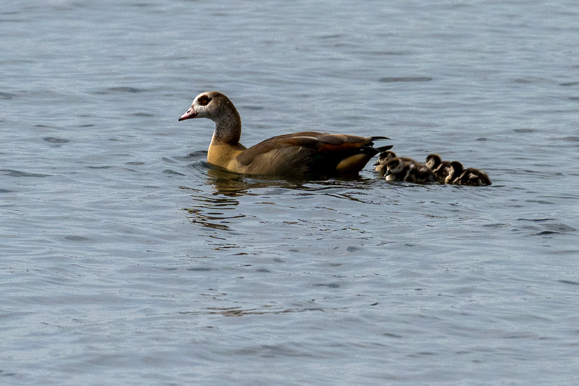 Rhein bei Langs-Kierst