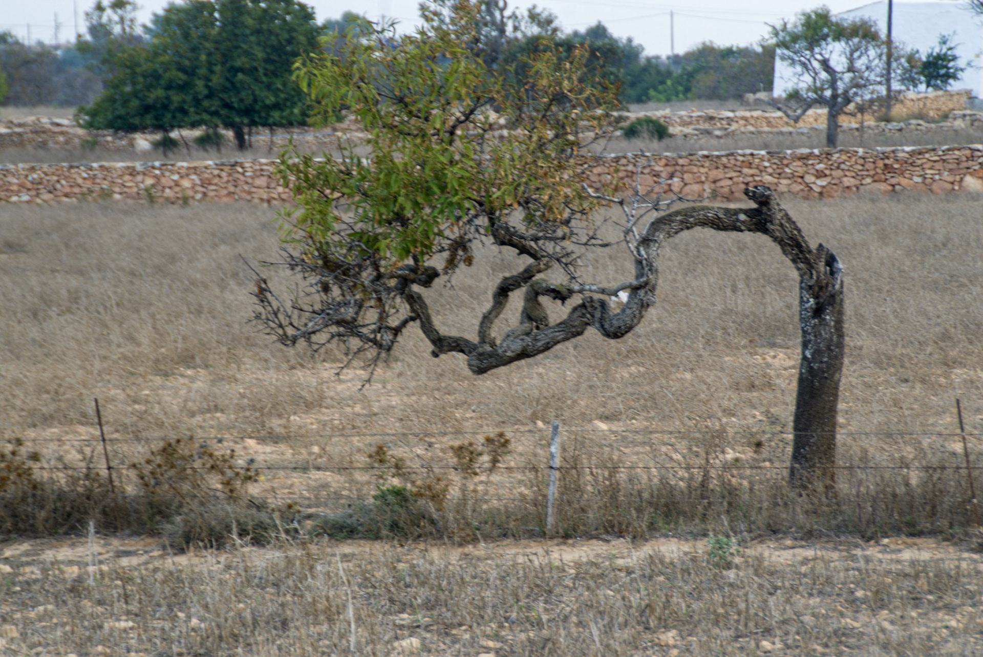 Formenterra