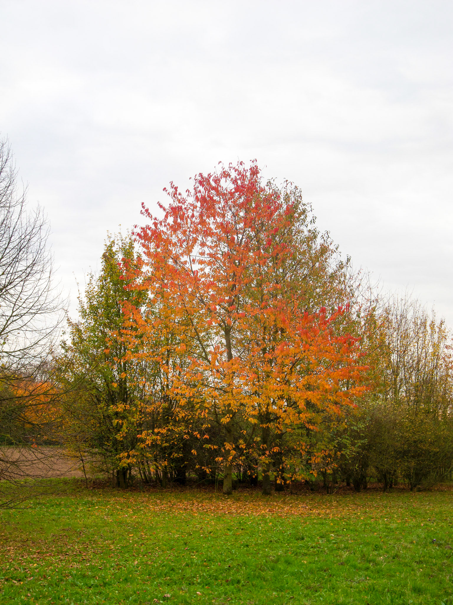 Meerbusch-Osterath