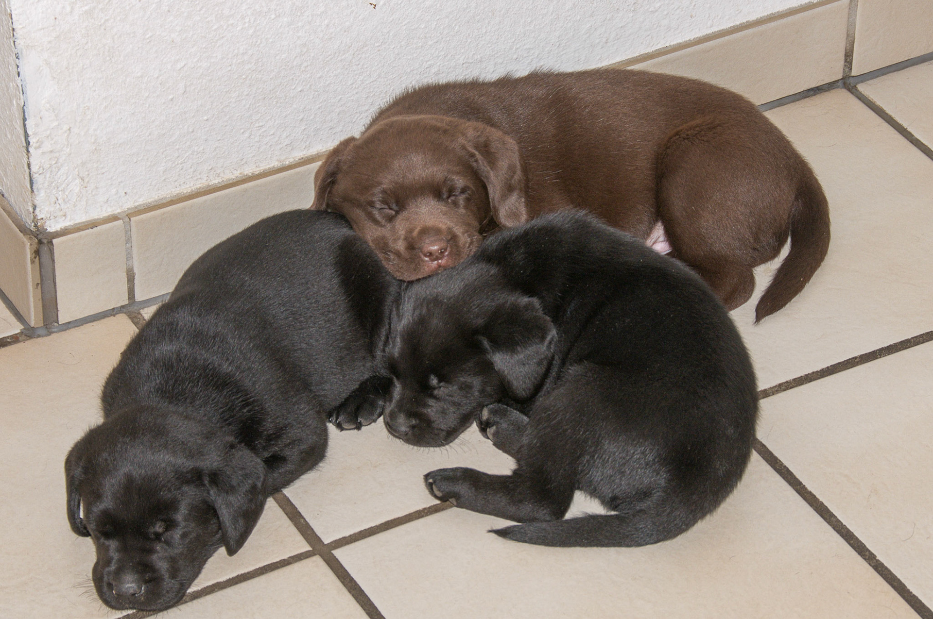 Hunde