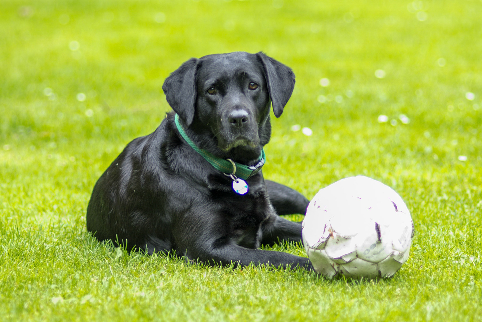 Hunde
