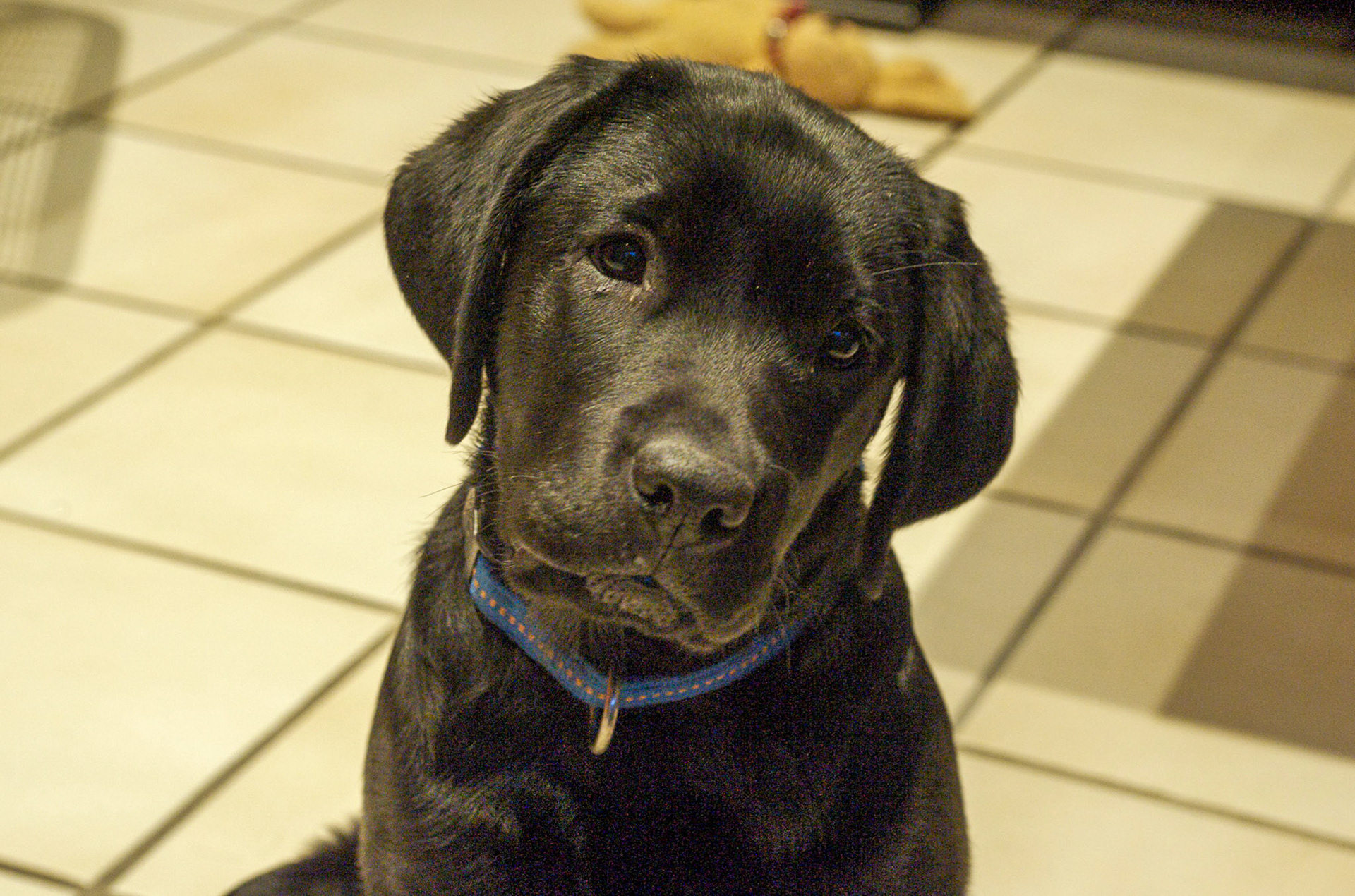 Hunde