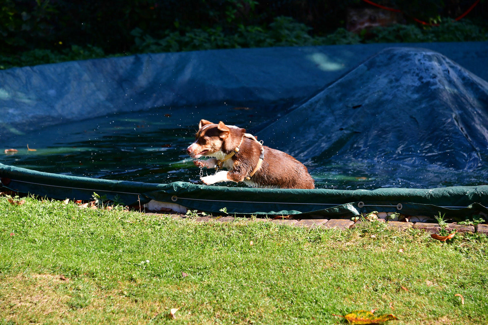 Hunde