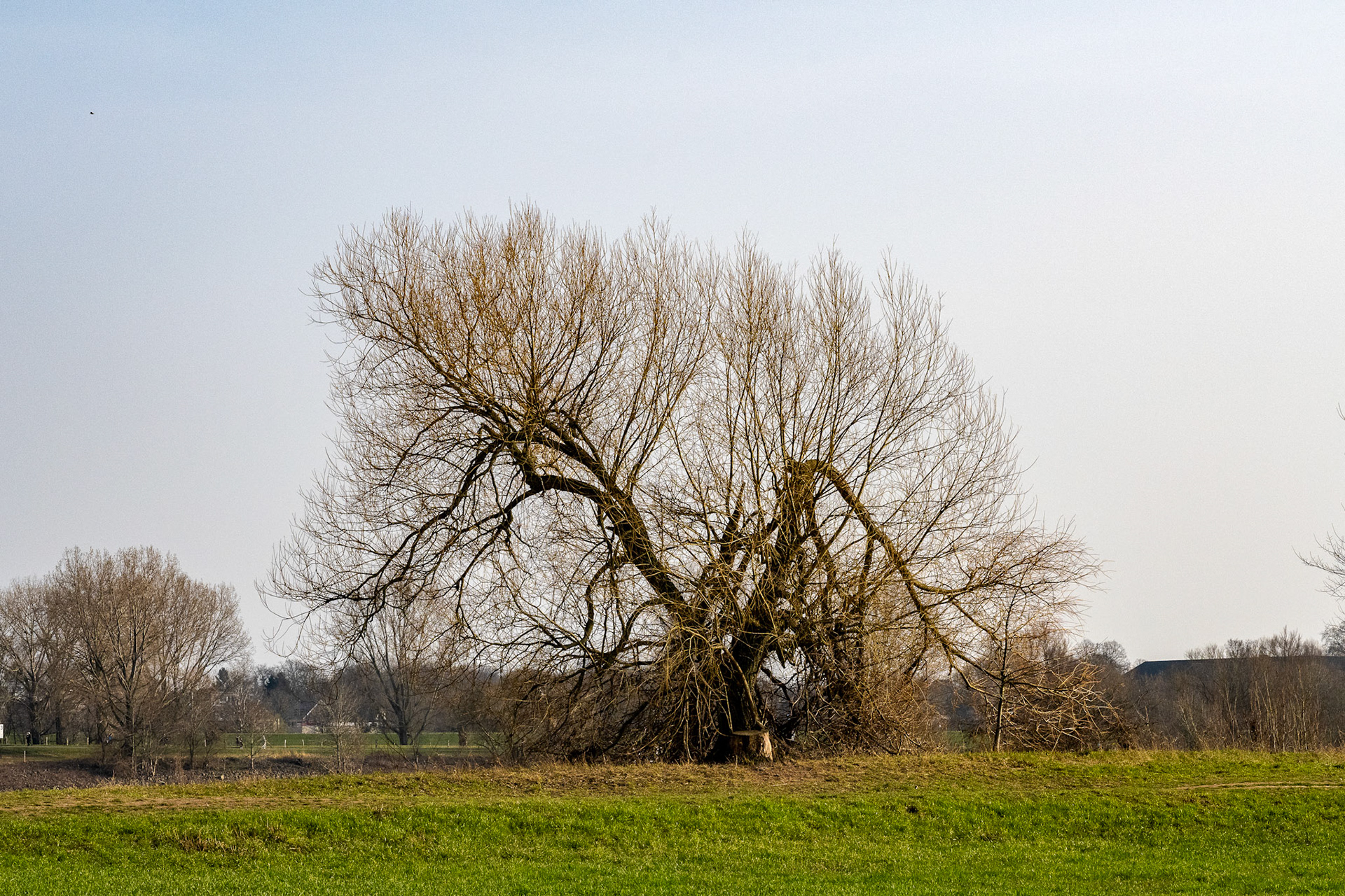 Rhein bei Langs-Kierst
