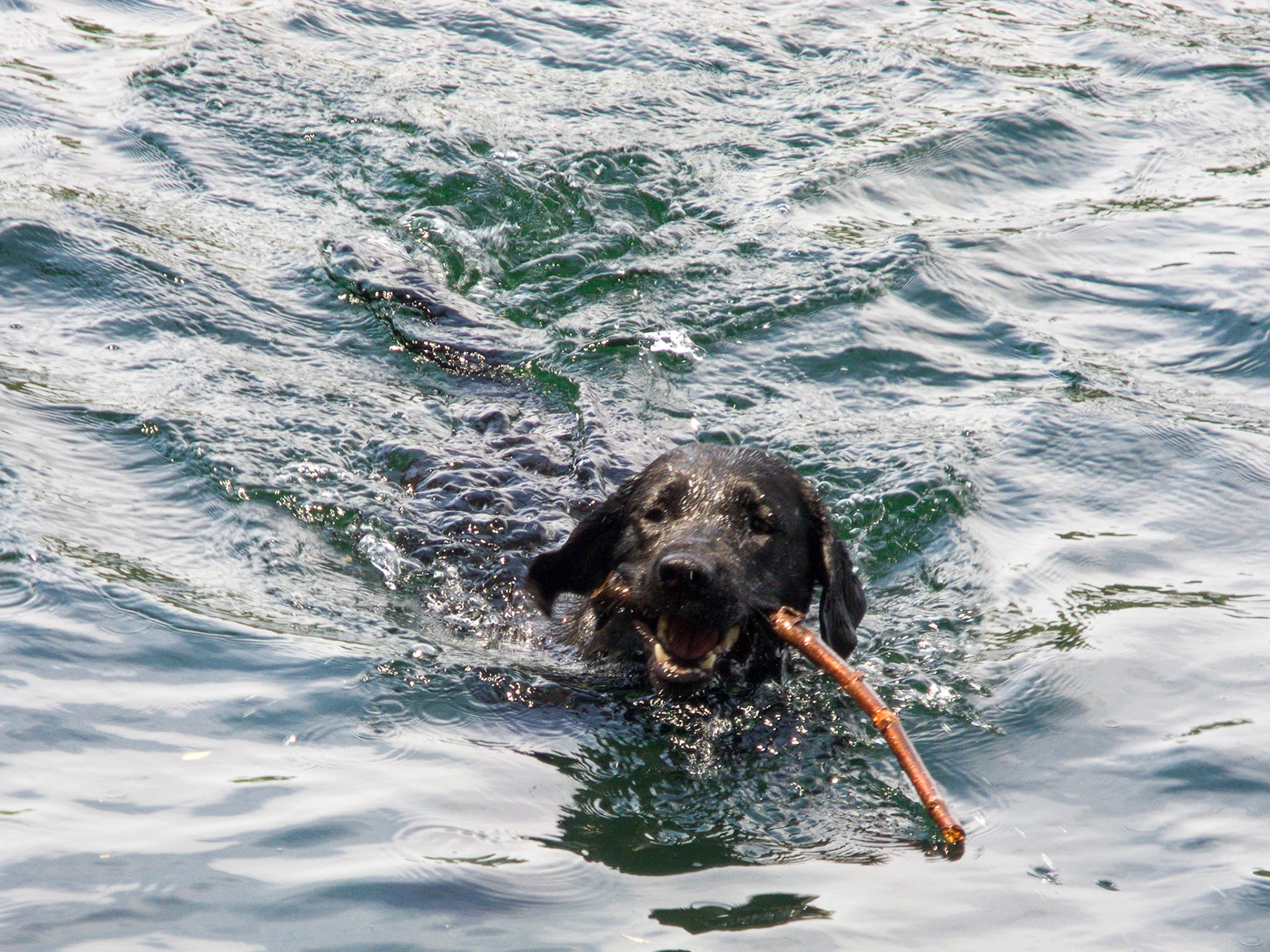 Hunde