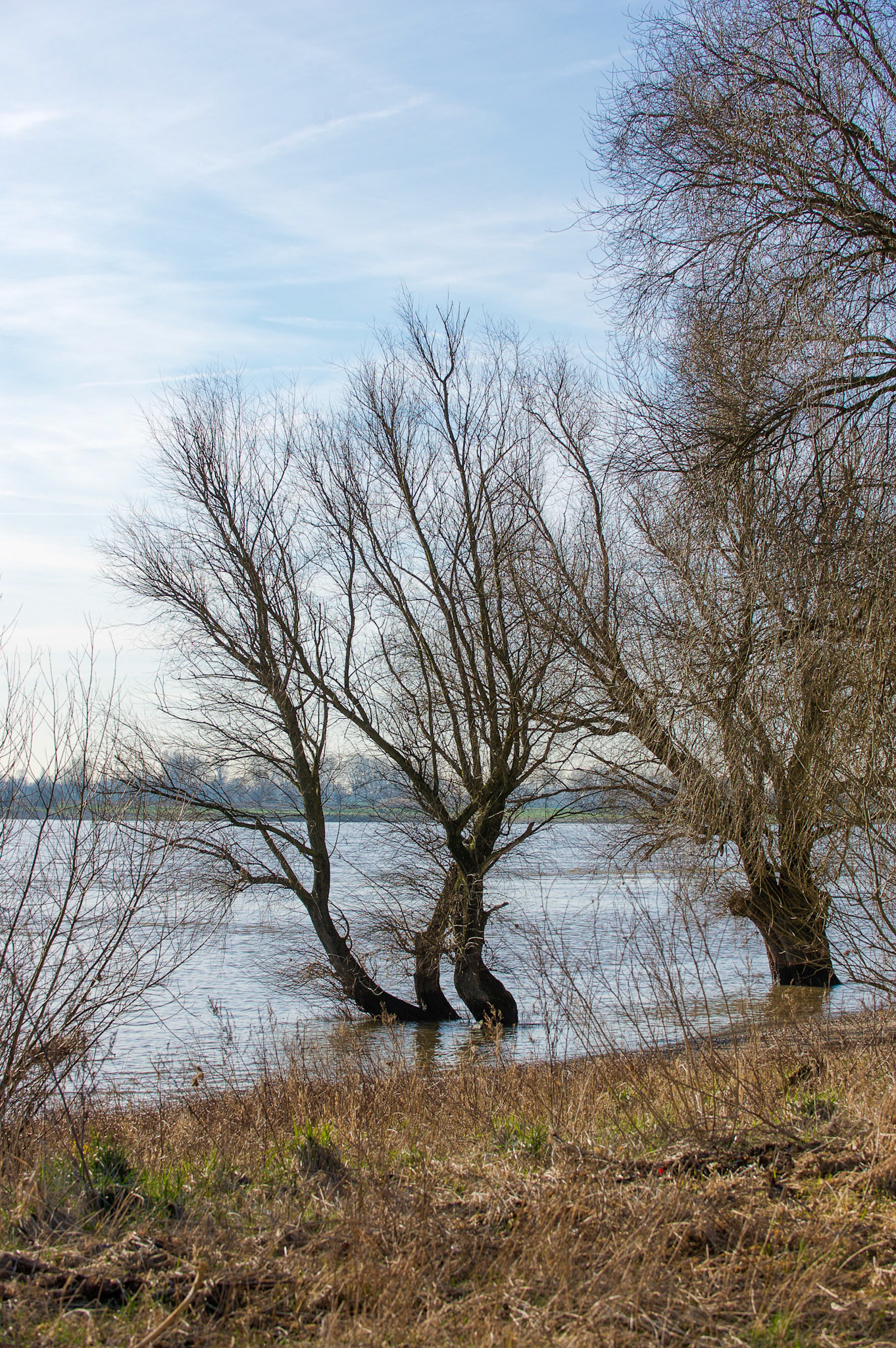 Rhein bei Langs-Kierst