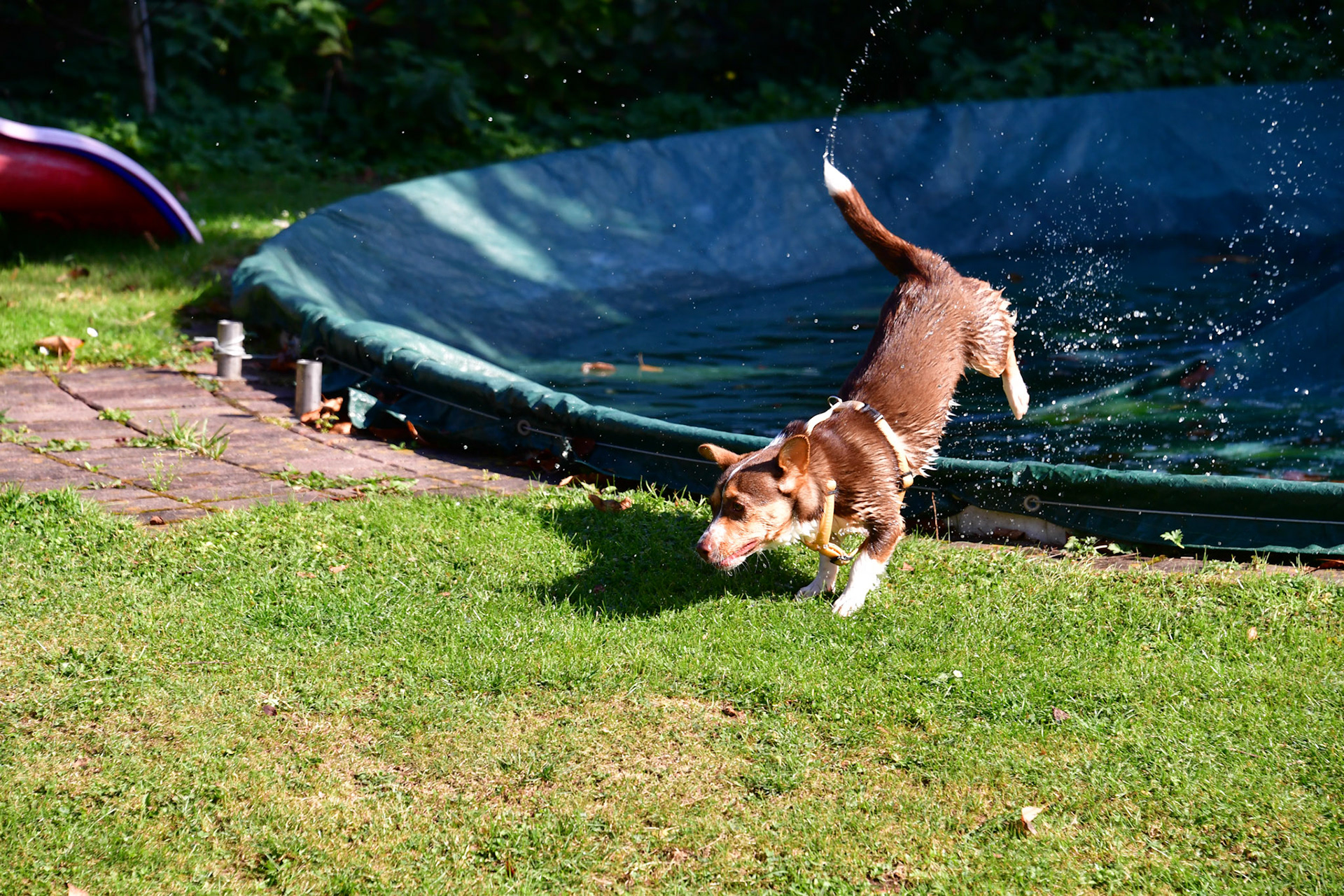 Hunde