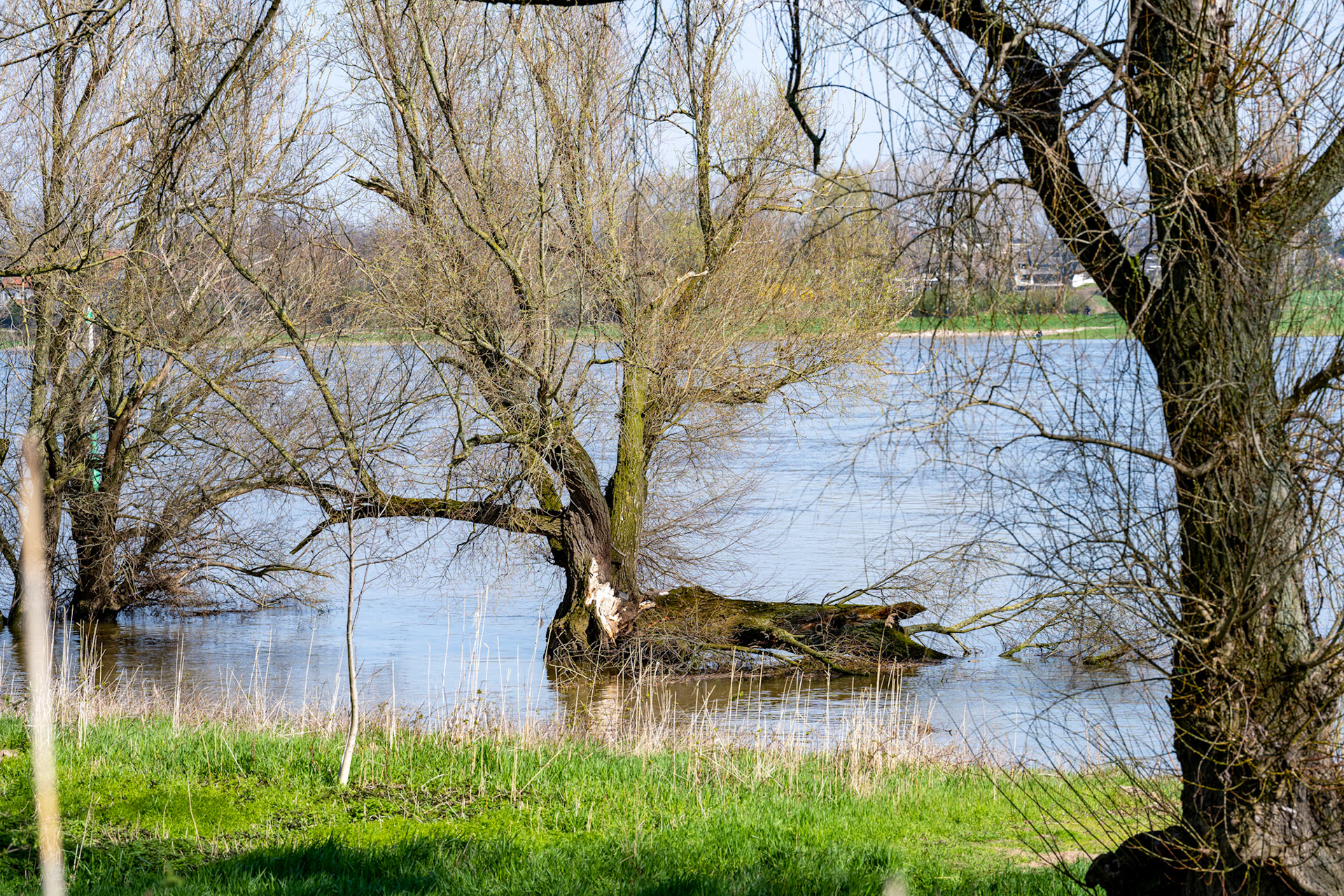 Rhein bei Langs-Kierst
