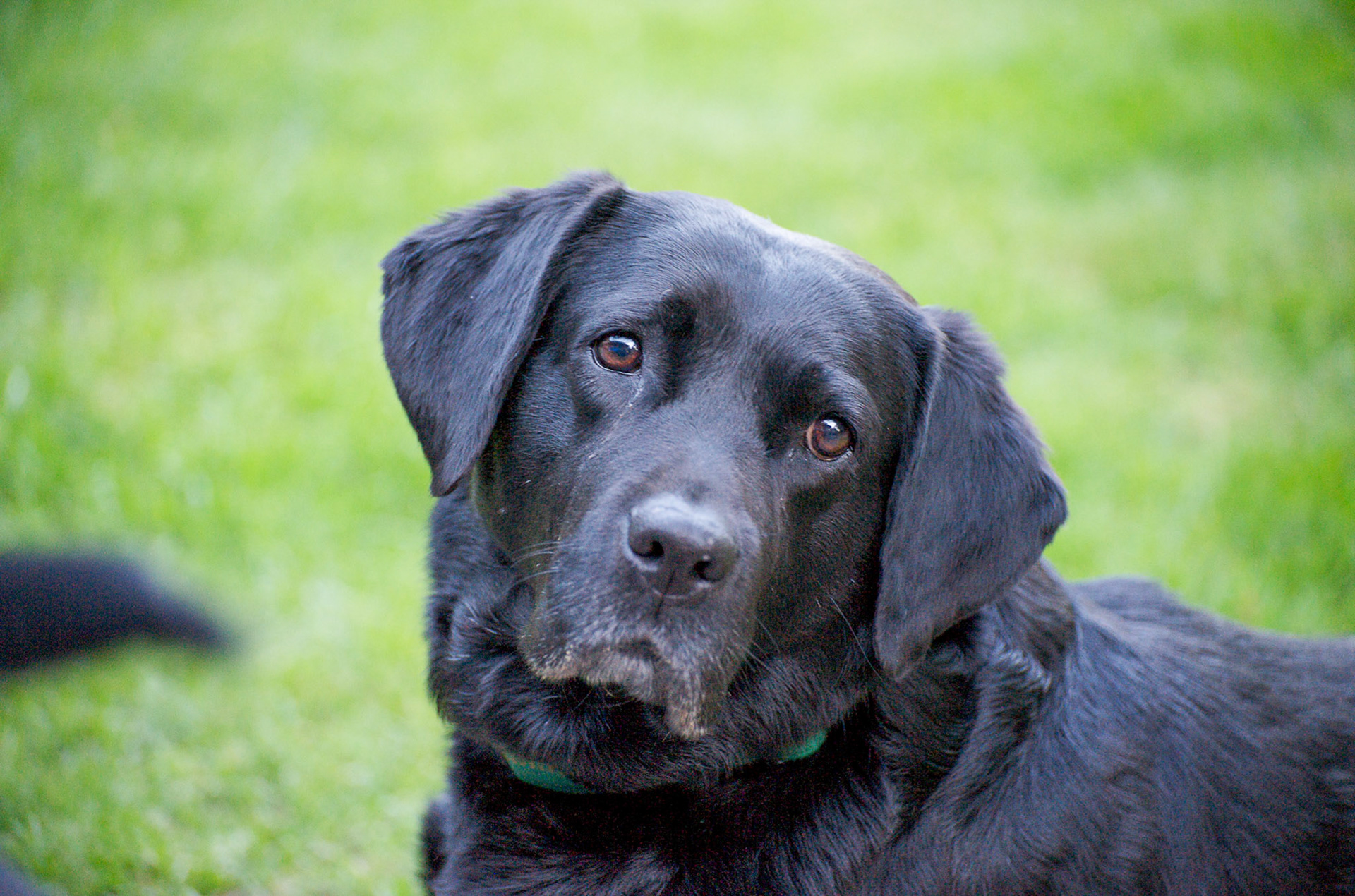 Hunde