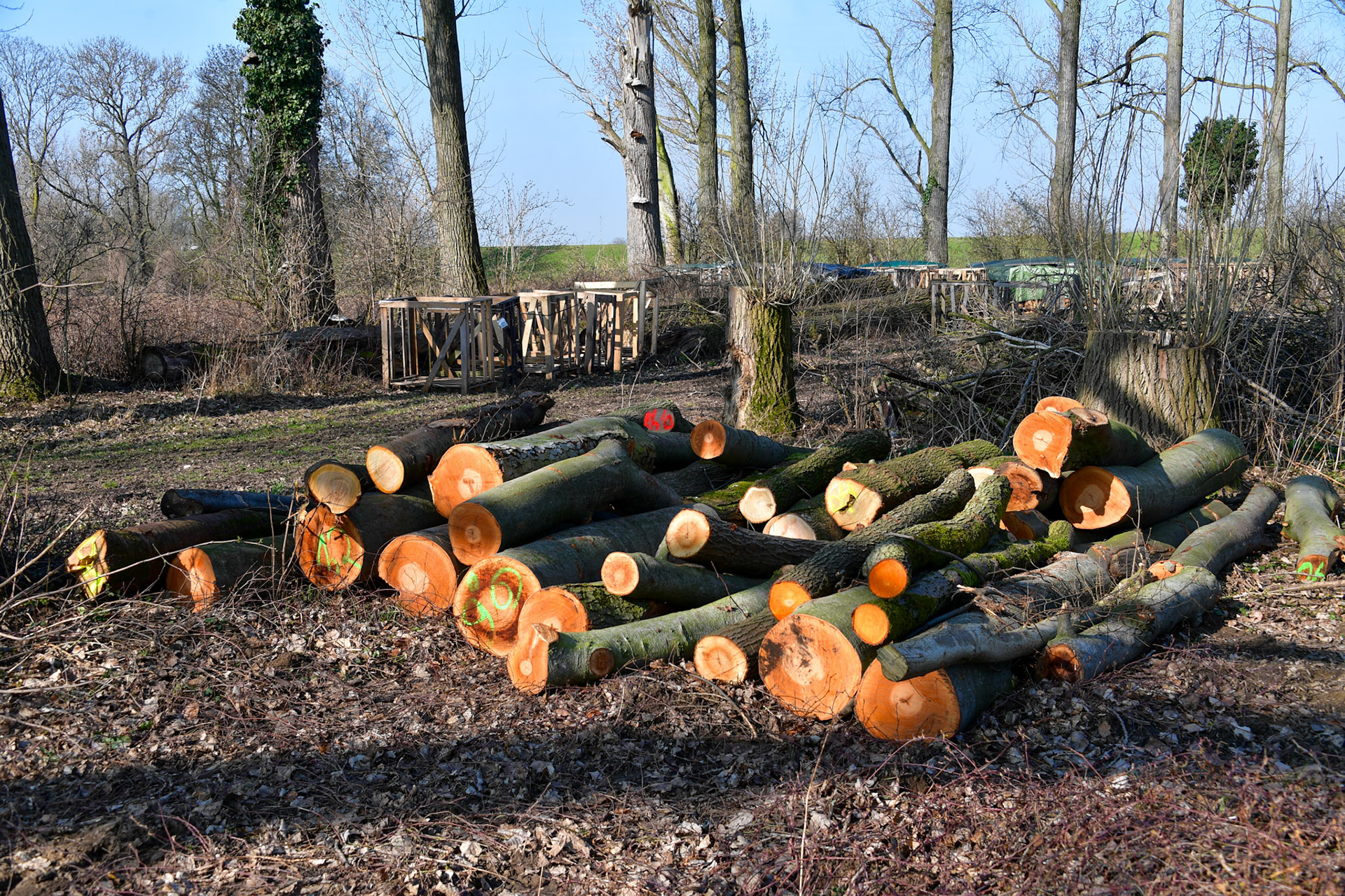 Rhein bei Langs-Kierst