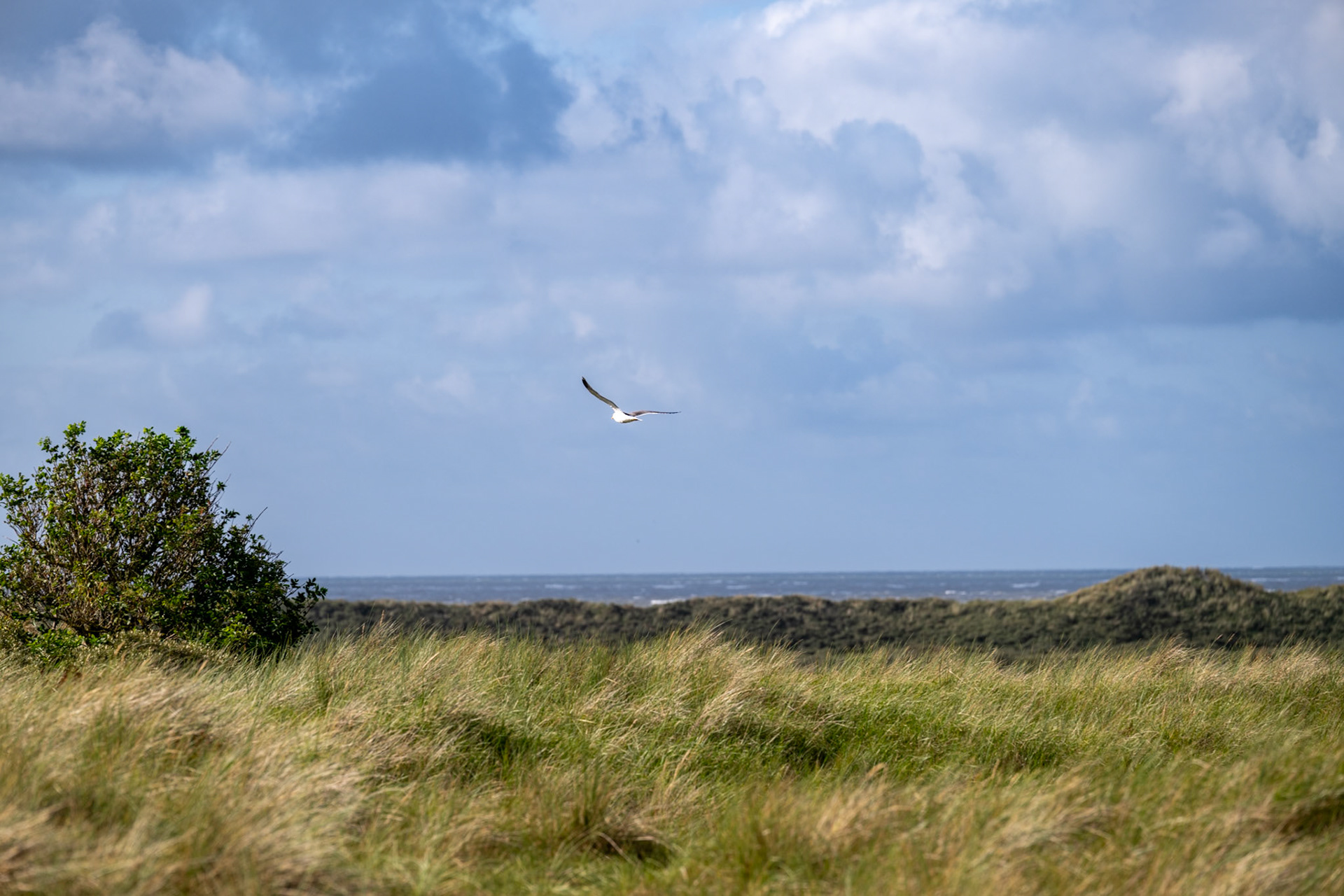 Ameland