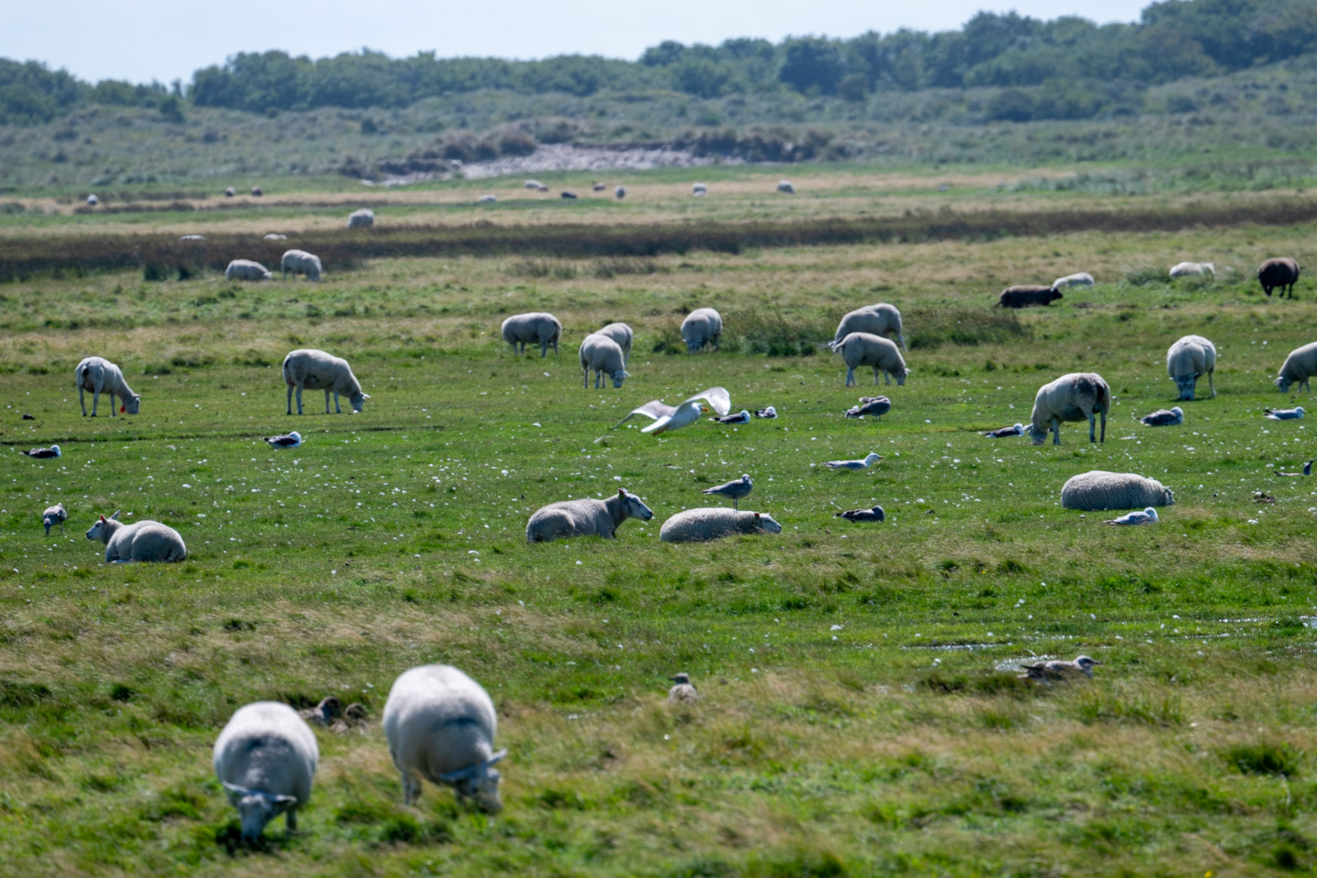 Ameland