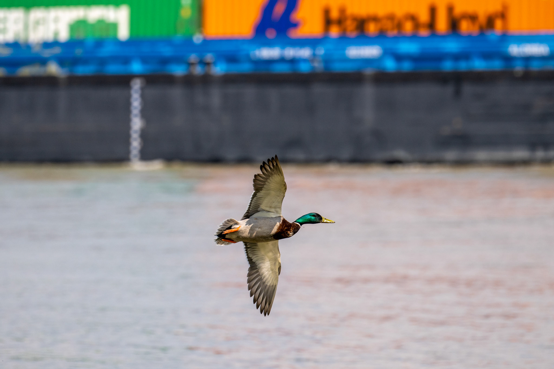 Rhein bei Langs-Kierst