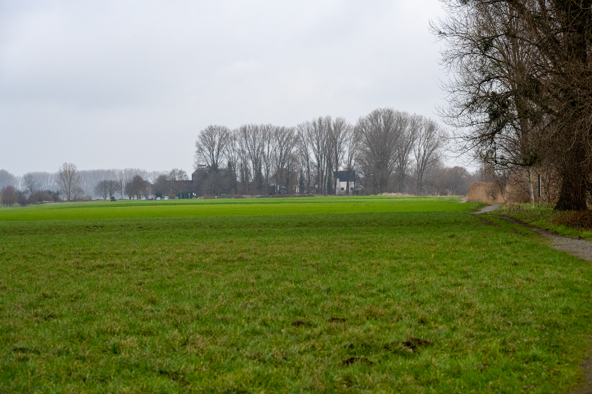 Rhein bei Langs-Kierst