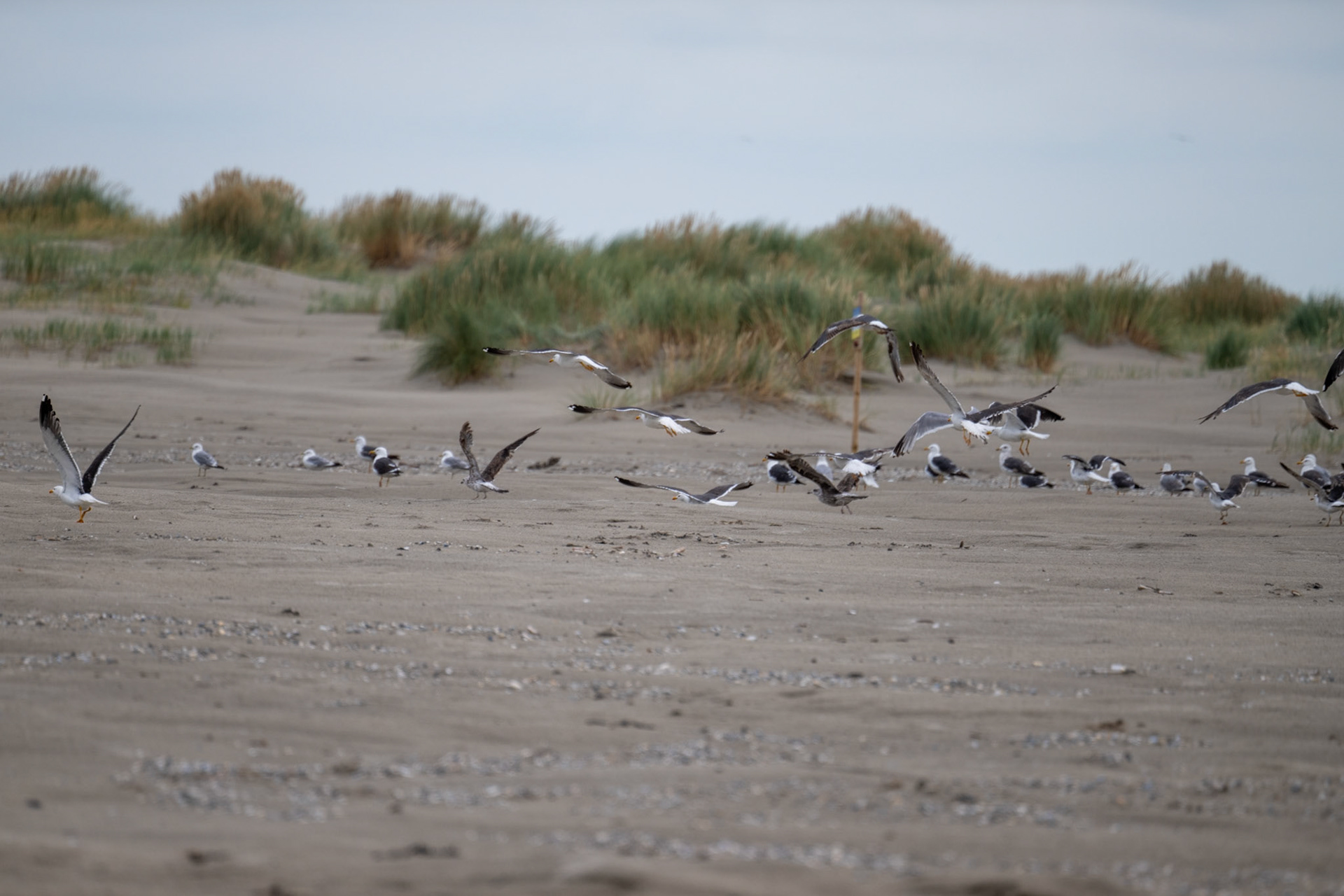 Ameland