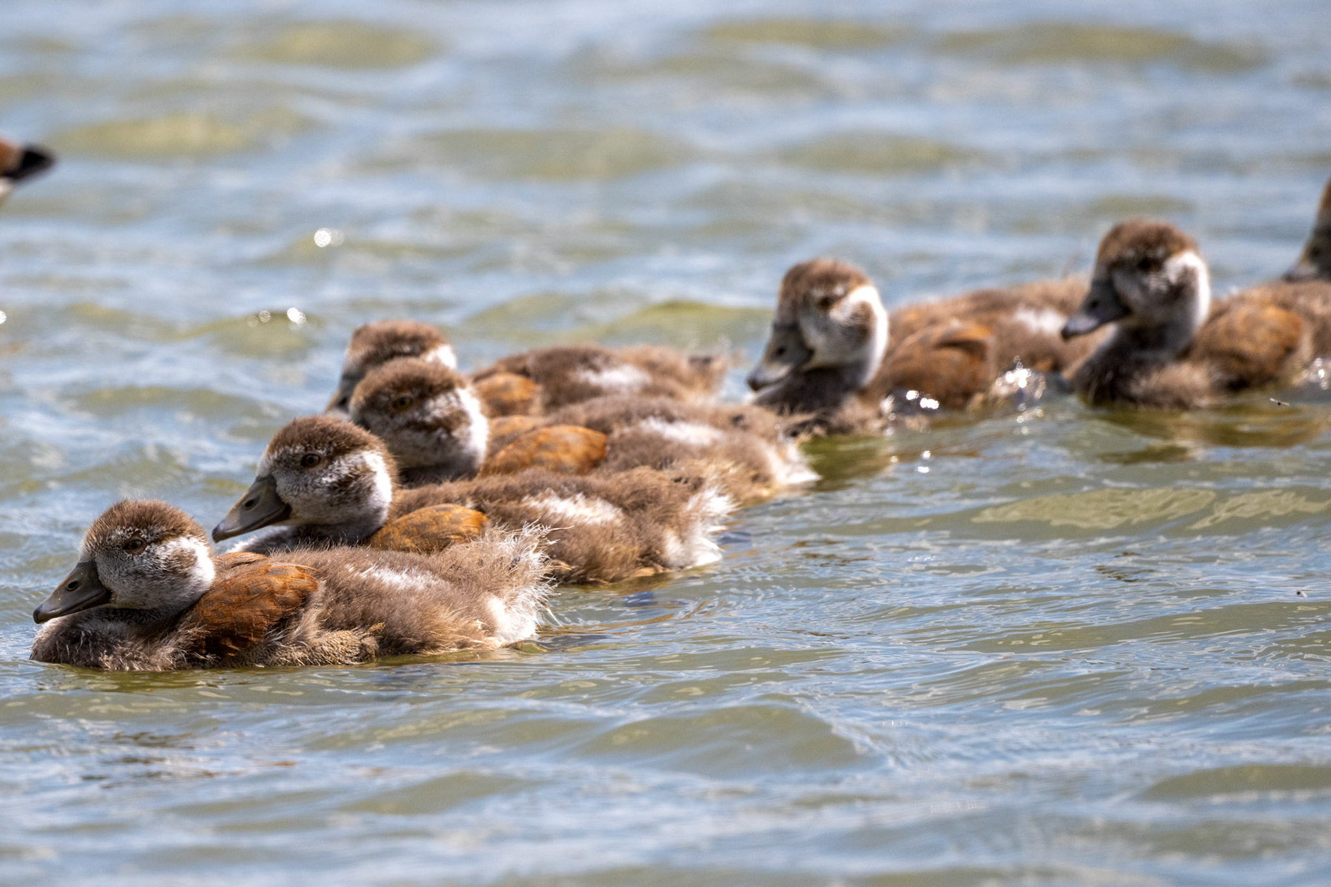 Rhein bei Langs-Kierst