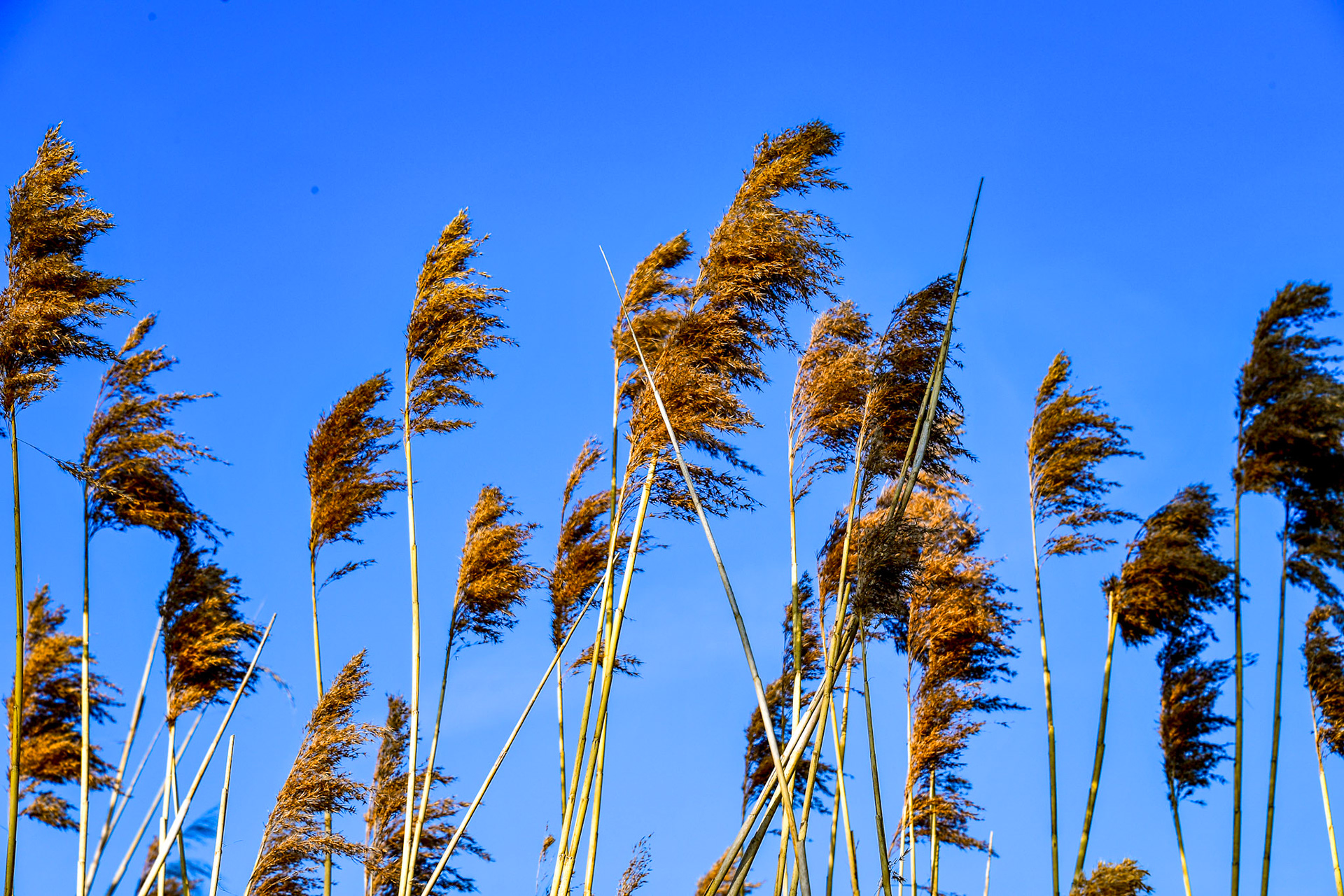 Rhein bei Langs-Kierst