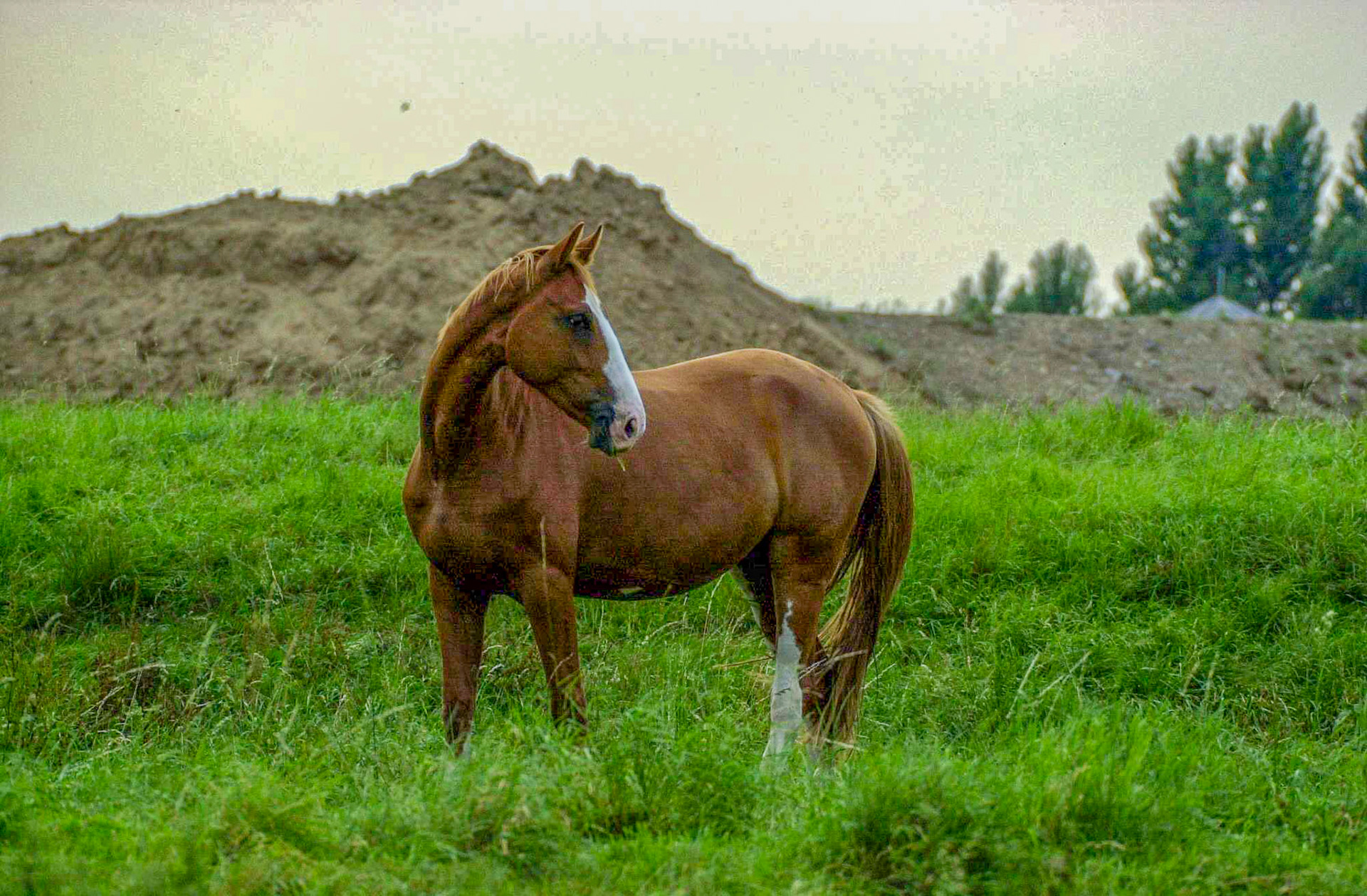 Rhein bei Langs-Kierst