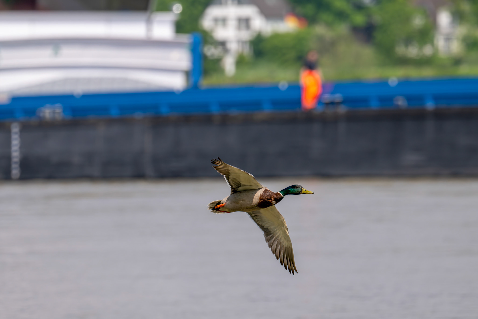 Rhein bei Langs-Kierst