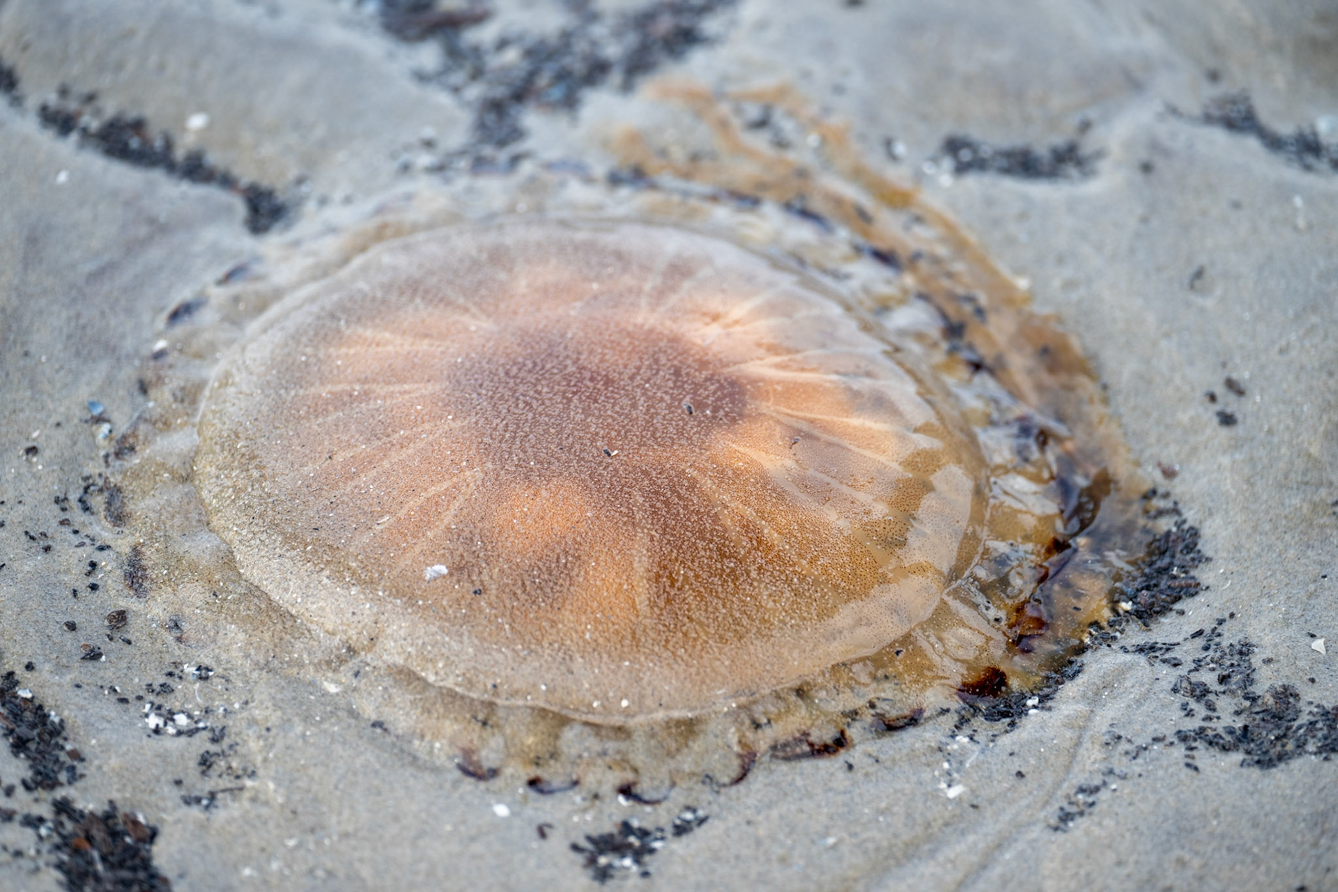 Ameland