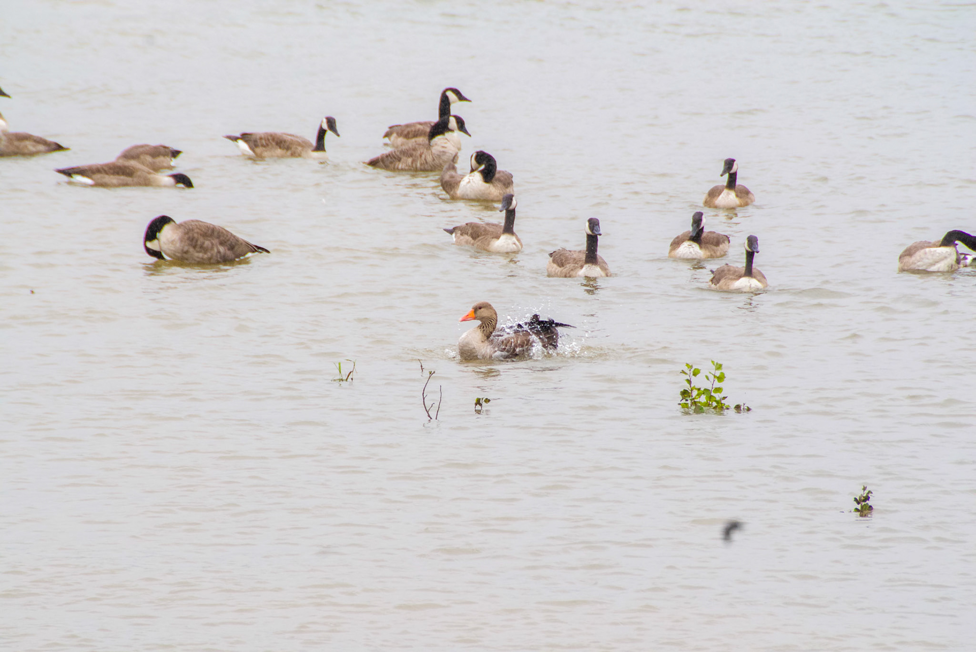 Rhein bei Langs-Kierst