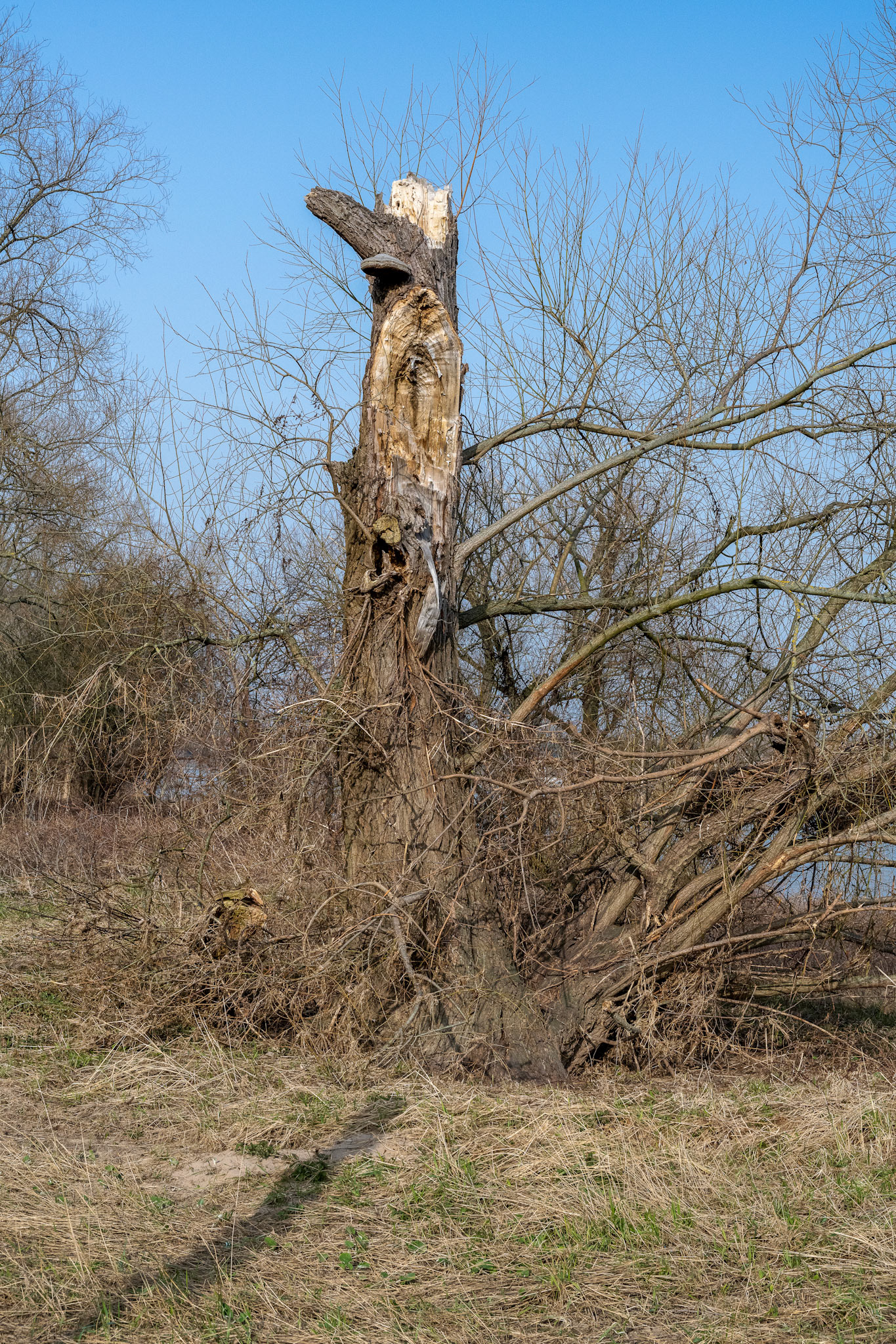 Rhein bei Langs-Kierst