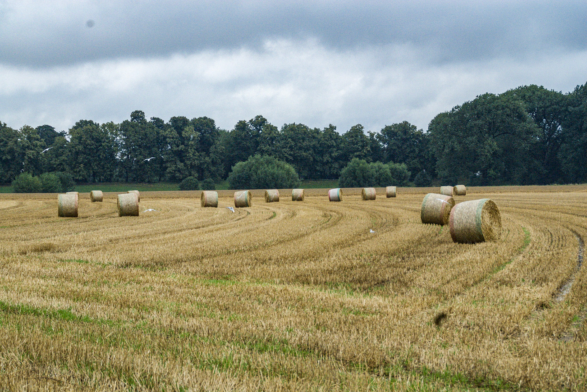 Rhein bei Langs-Kierst