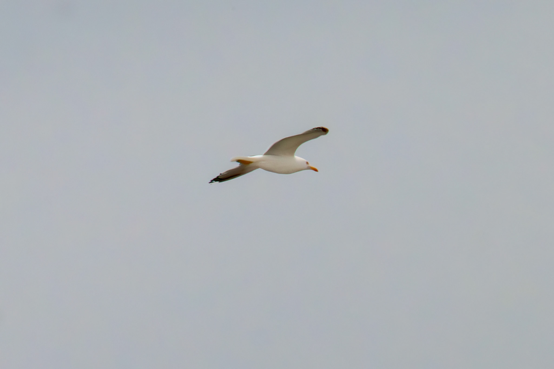 Ameland