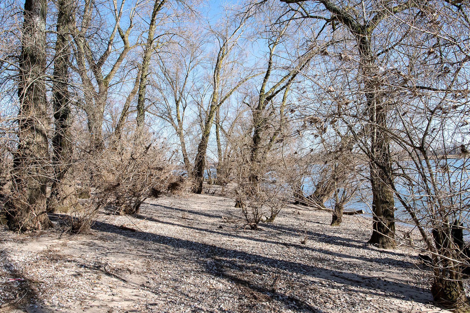 Rhein bei Langs-Kierst