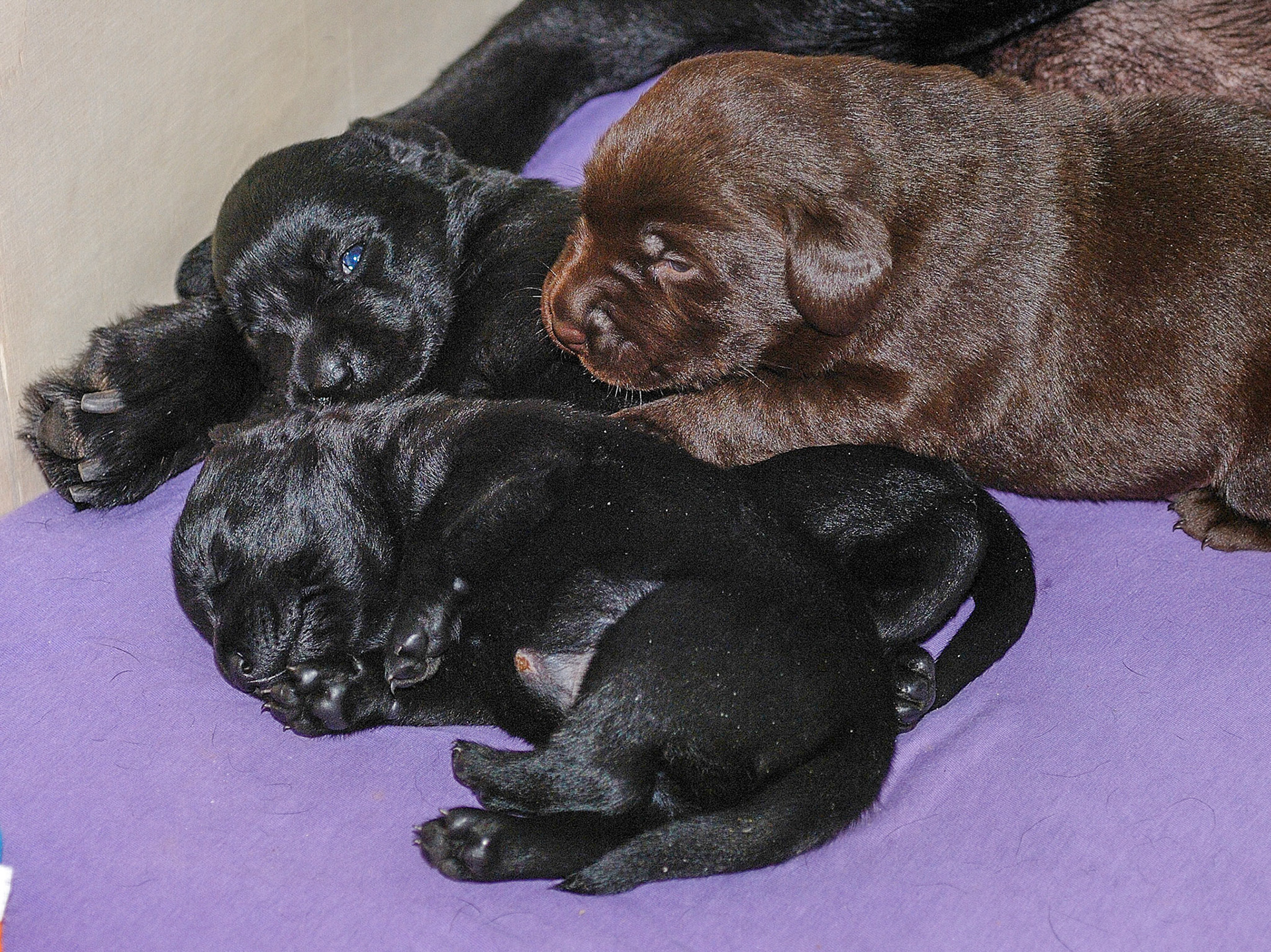 Hunde