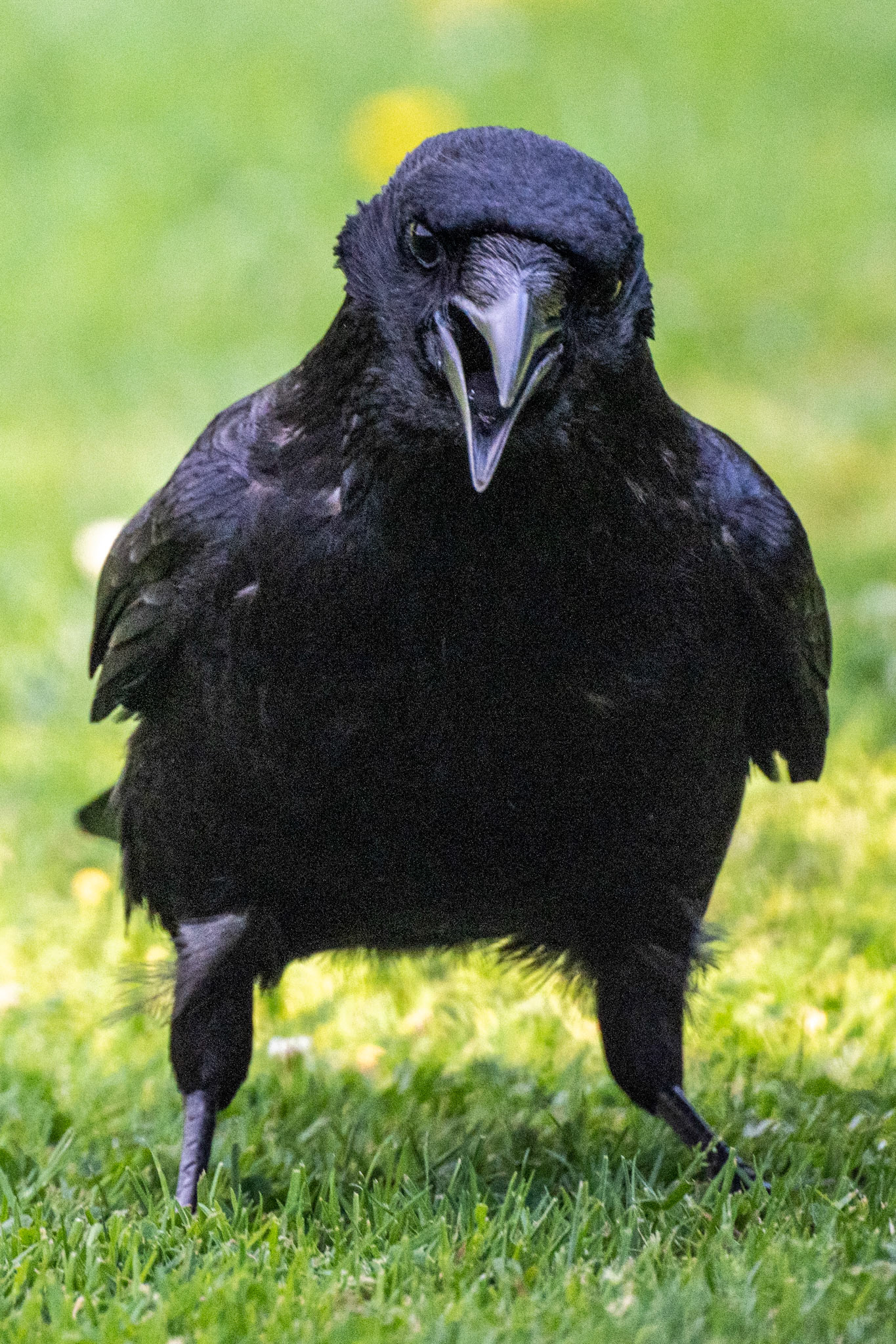 Krähe